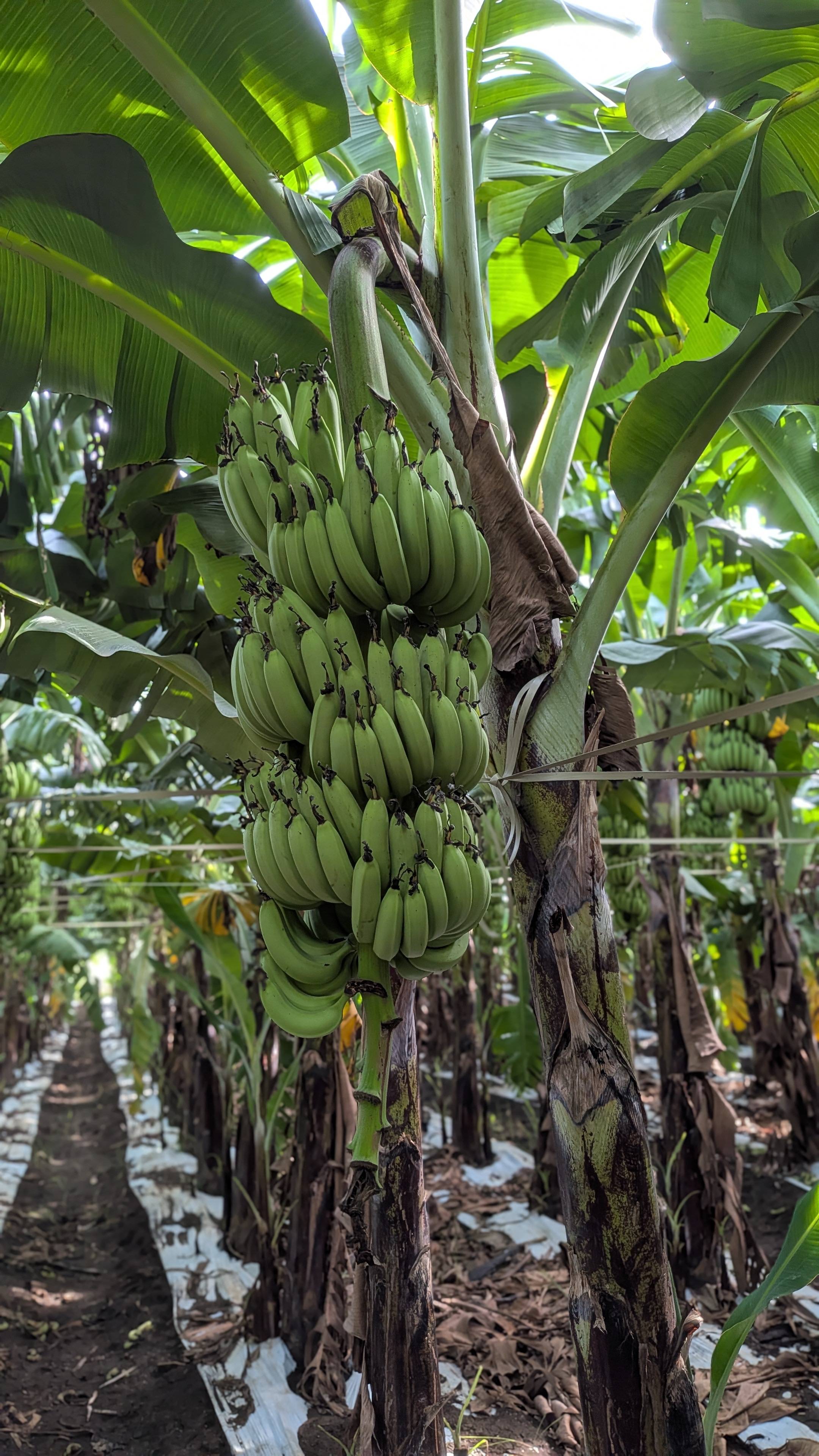 Grand Naine (G9) Banana बिक्री के लिए, जालना, महाराष्ट्र