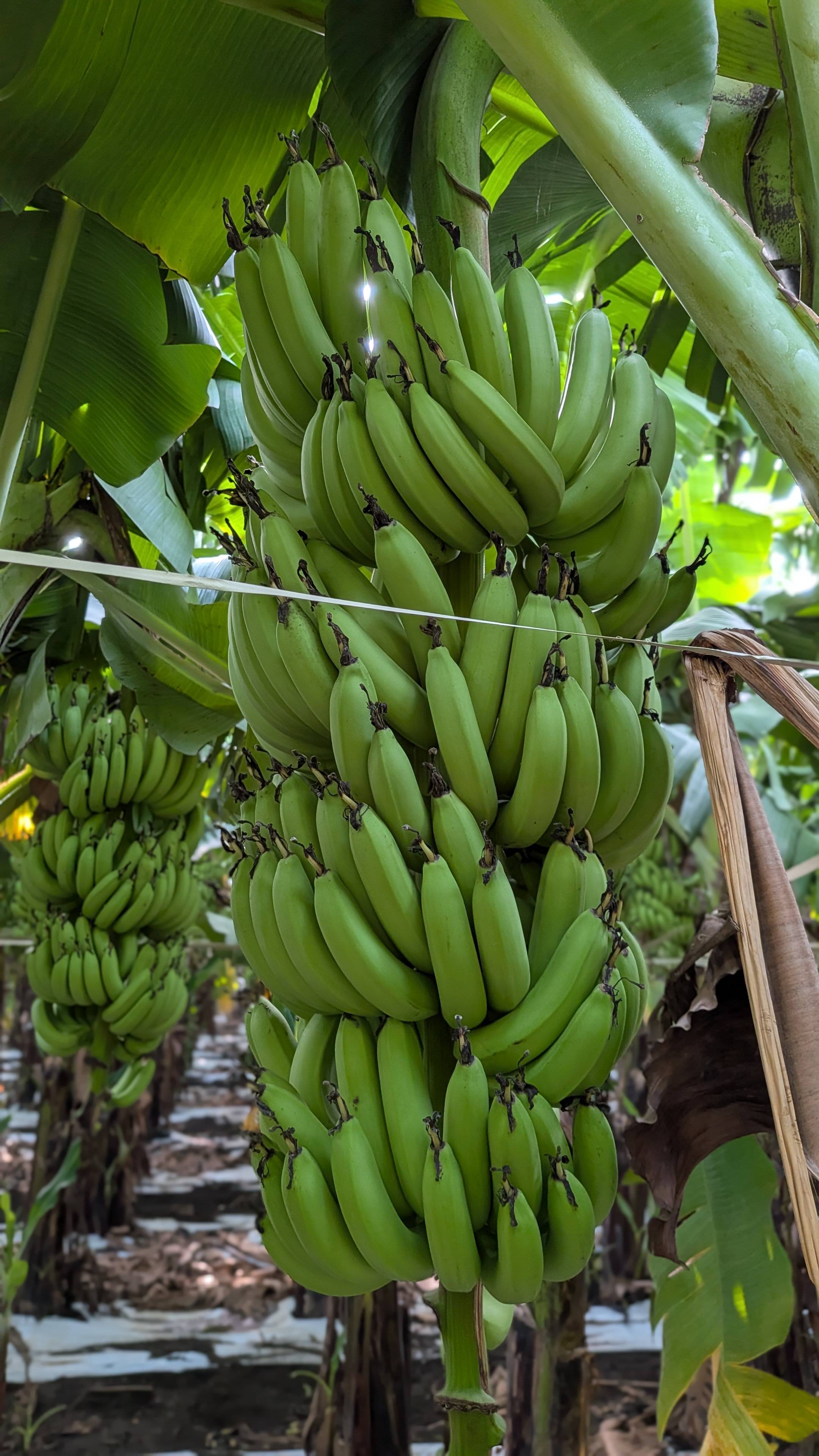 Grand Naine (G9) Banana बिक्री के लिए, जालना, महाराष्ट्र