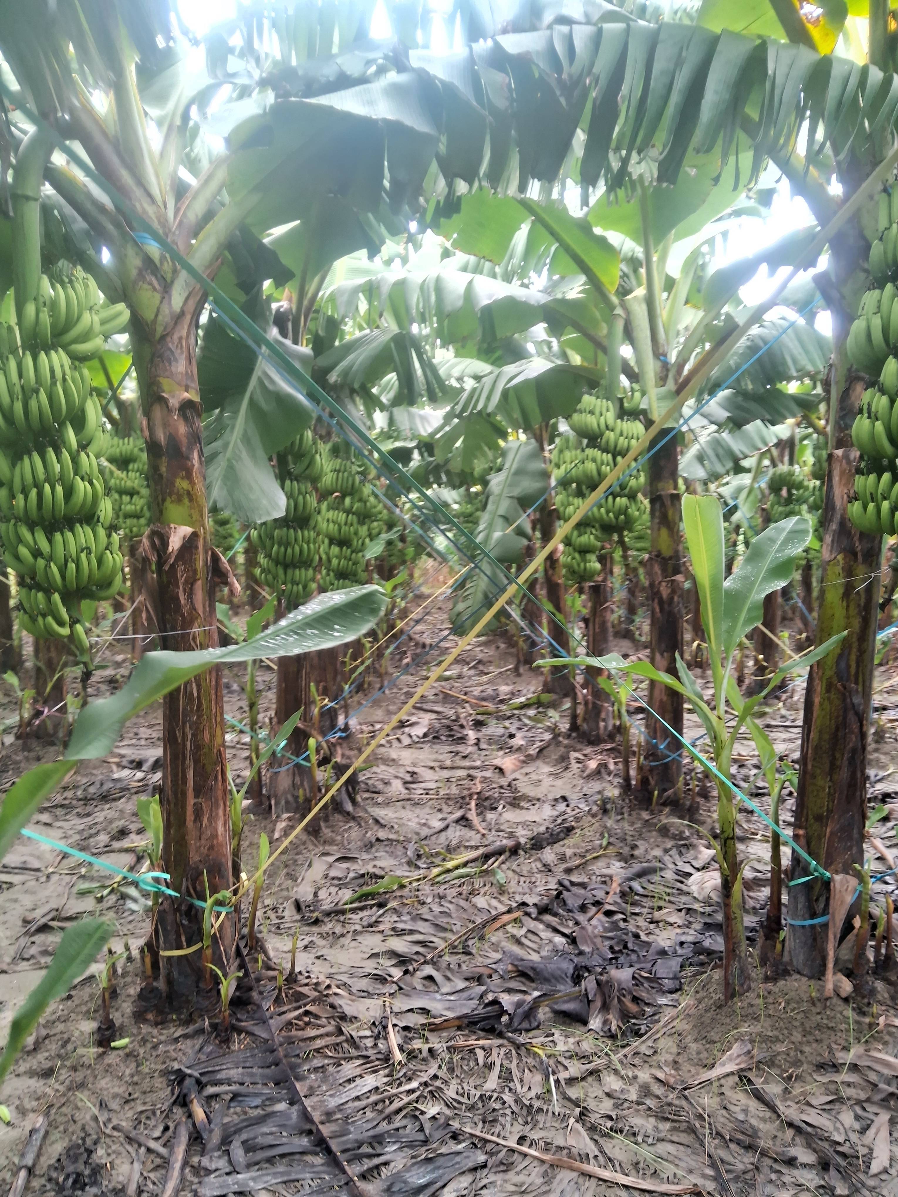 केळी Green Banana