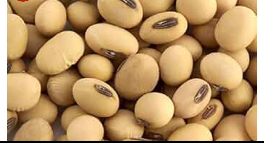 Yellow Soybean for sale in Chandrapur, Maharashtra