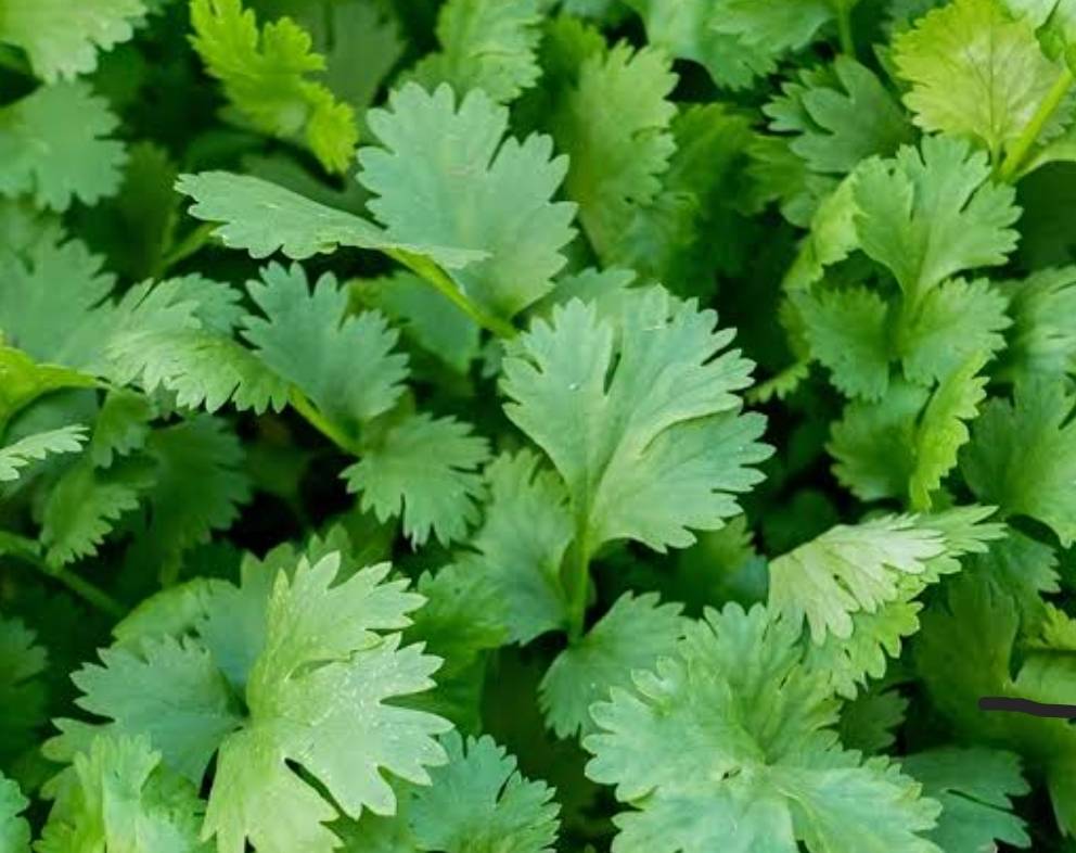 Coriander Leave for sale in Narsinghpur, Madhya Pradesh