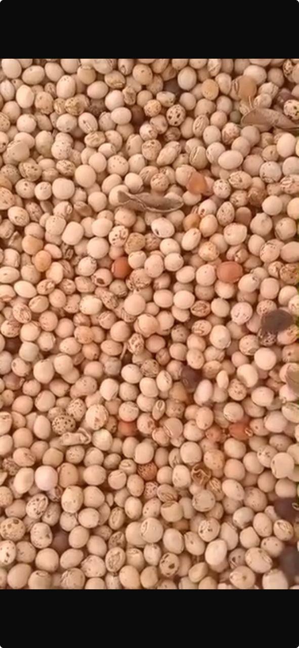 White Pigeon Pea for sale in Pune, Maharashtra