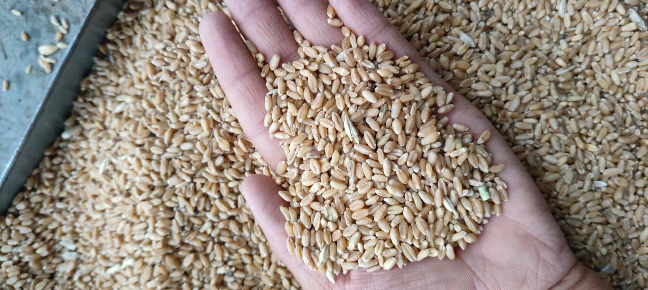 Sharbati Wheat for sale in Pune, Maharashtra