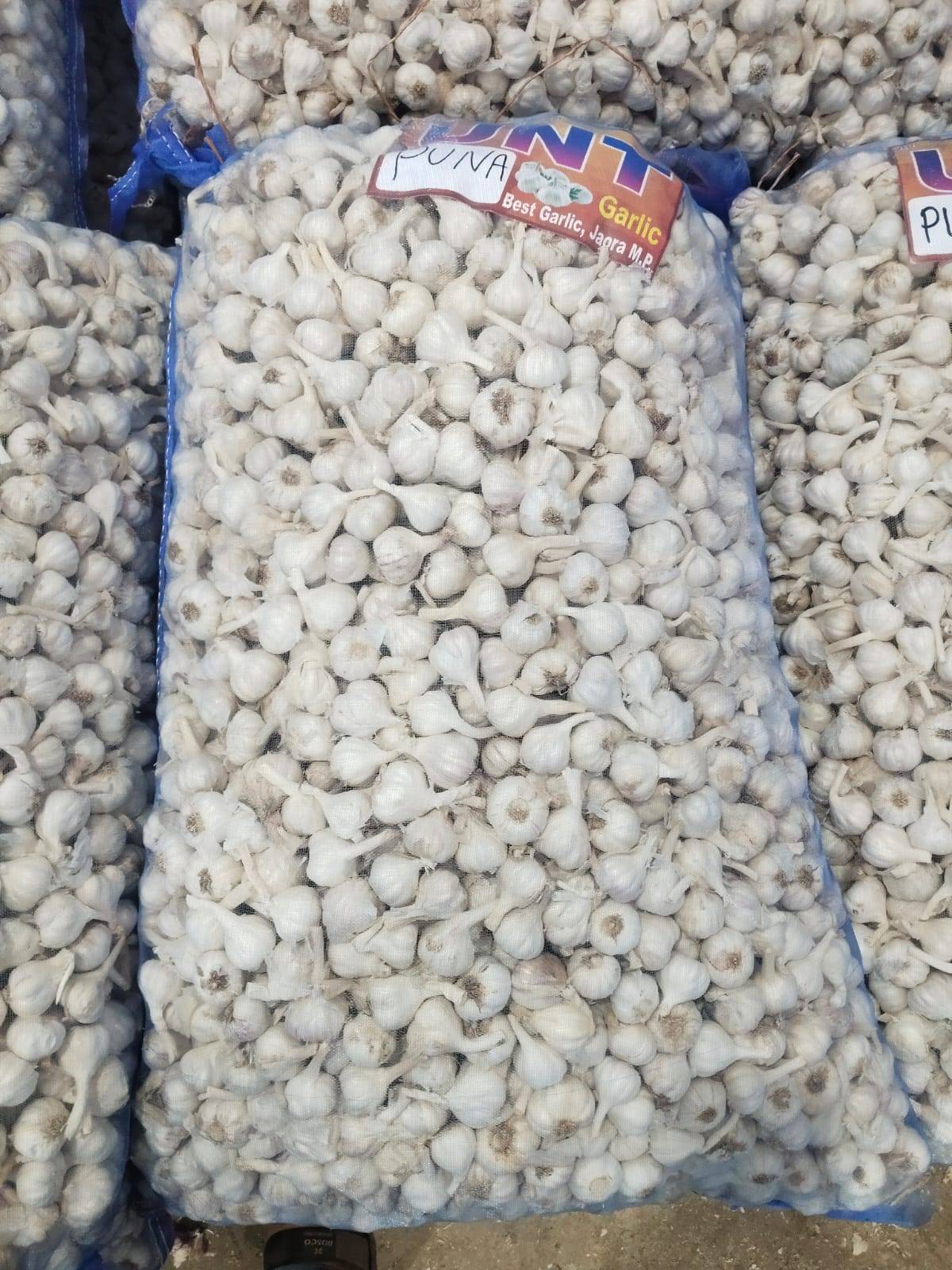 White Garlic for sale in Pune, Maharashtra