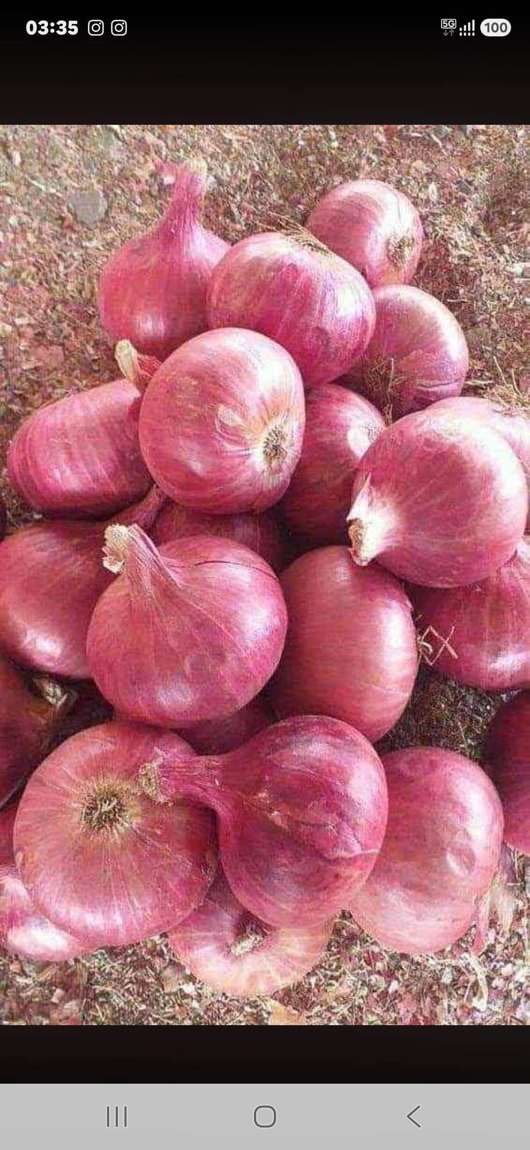 Red Onion बिक्री के लिए, पुणे, महाराष्ट्र
