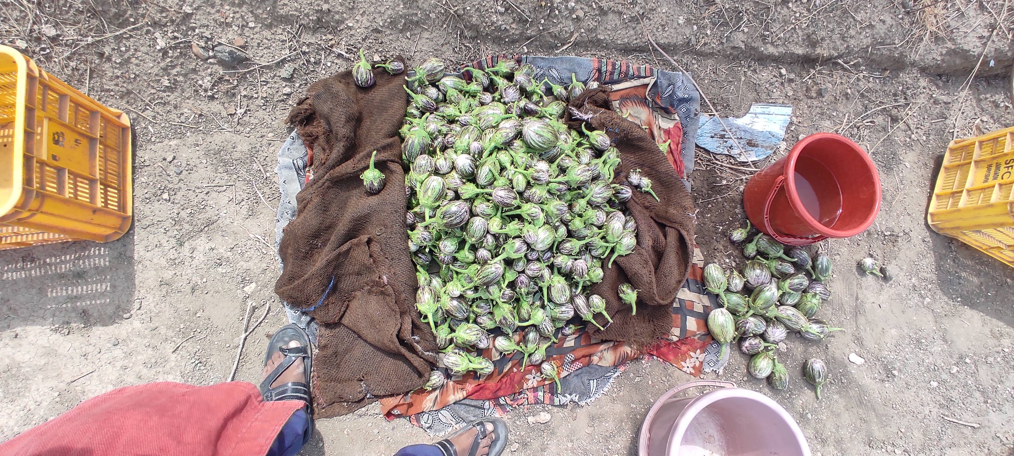Striped Brinjal (purple) बिक्री के लिए, अहिल्यानगर, महाराष्ट्र