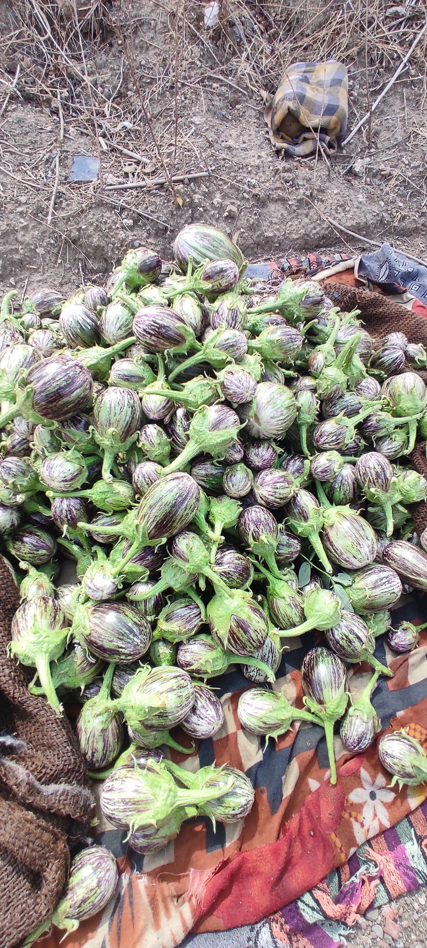 Striped Brinjal (purple) बिक्री के लिए, अहिल्यानगर, महाराष्ट्र