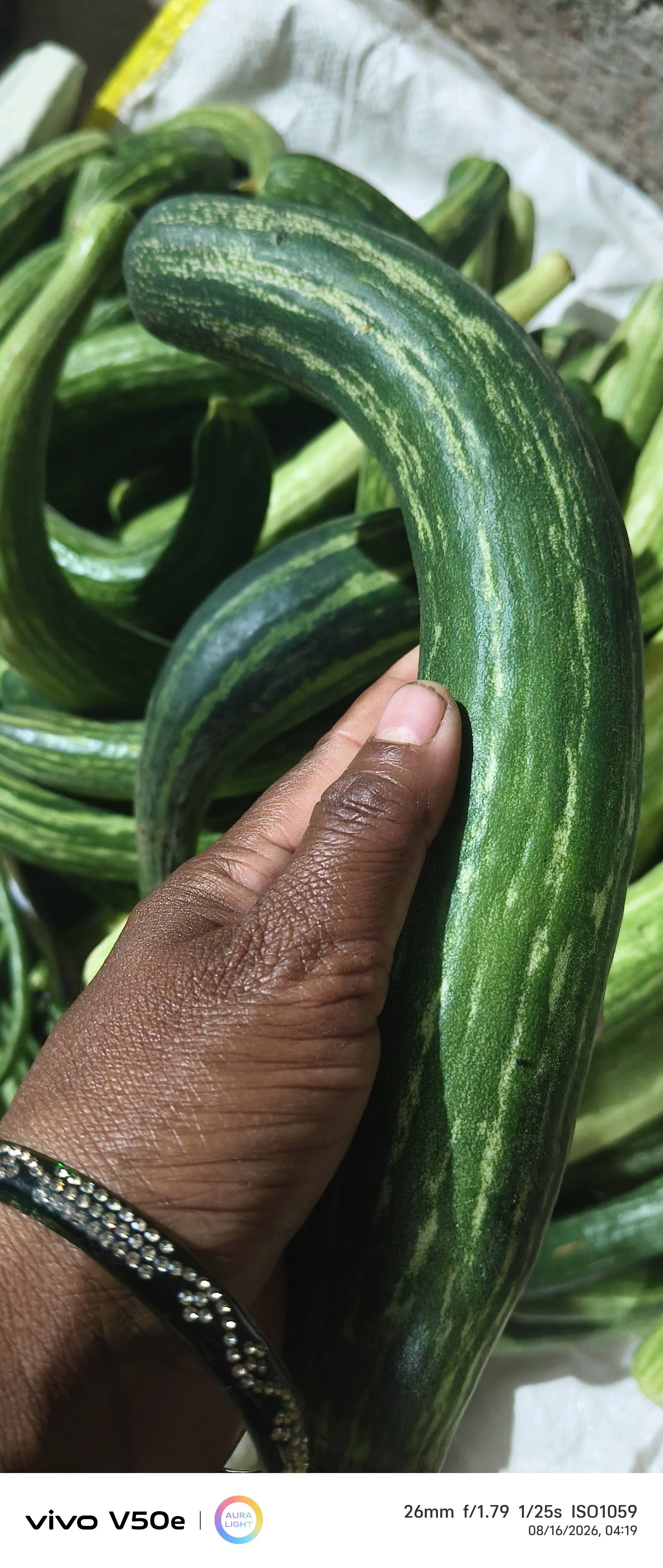 Green Cucumber for sale in Nanded, Maharashtra