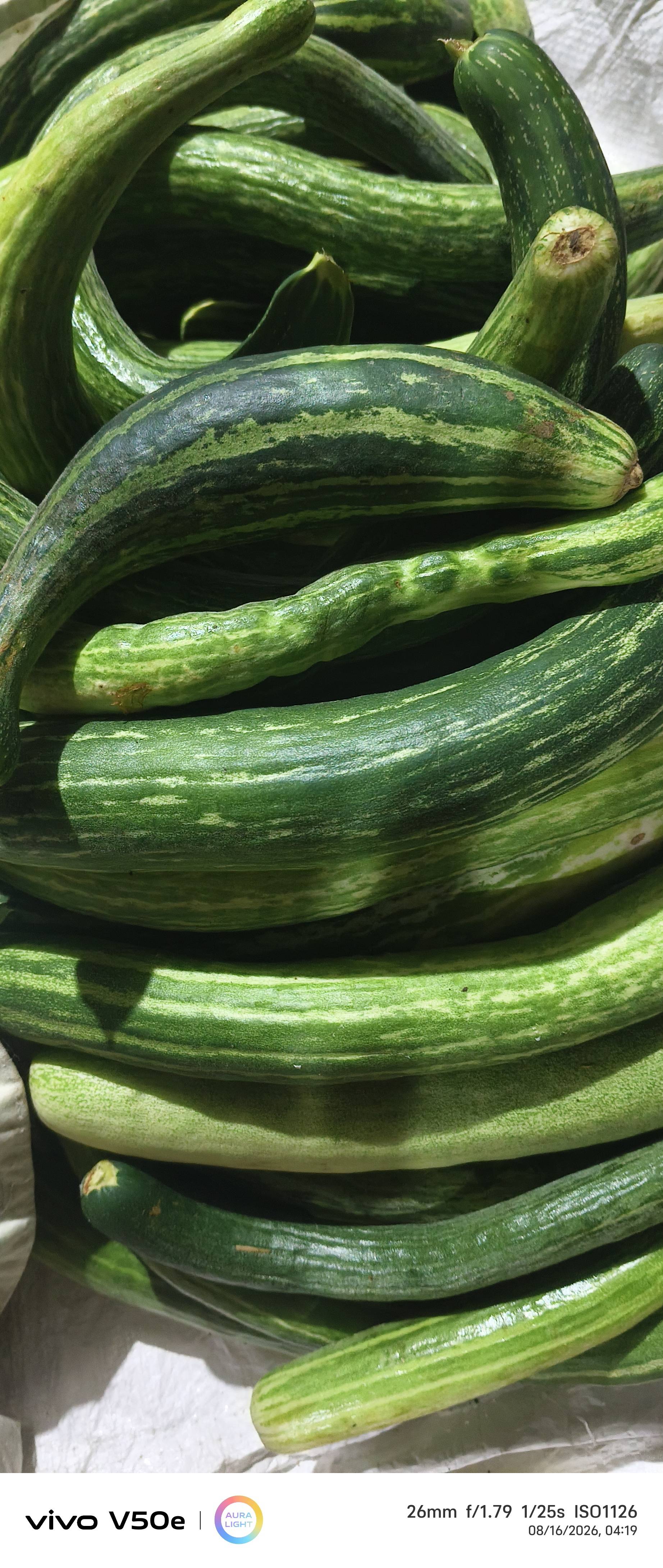 Green Cucumber बिक्री के लिए, नांदेड़, महाराष्ट्र