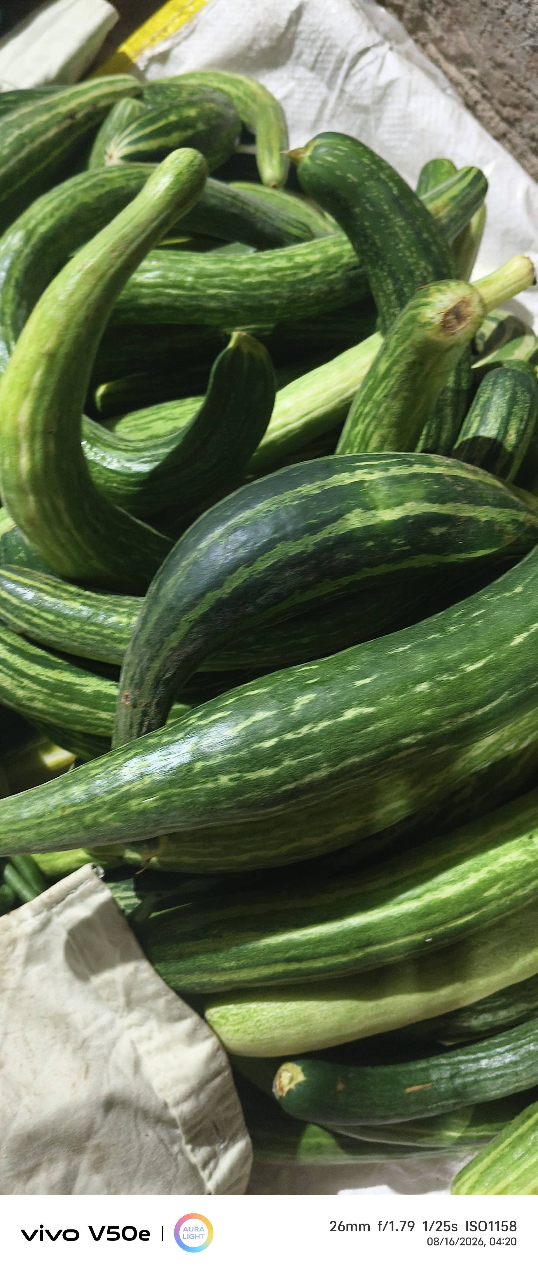 Green Cucumber बिक्री के लिए, नांदेड़, महाराष्ट्र