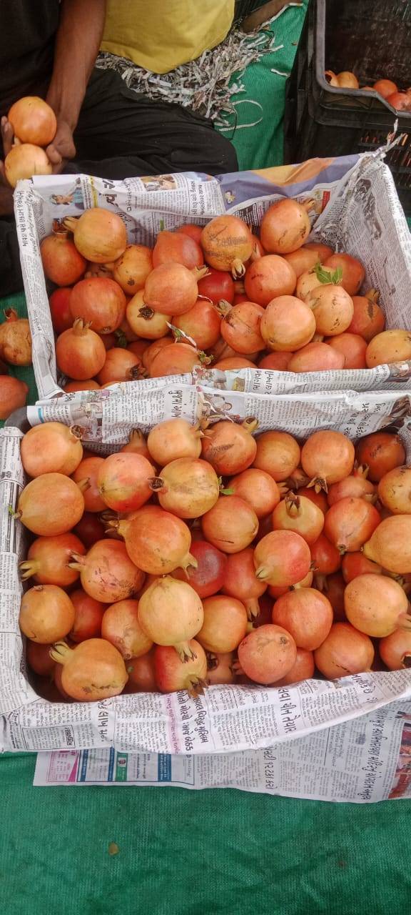 Bhagwa बिक्री के लिए, सुरेंद्रनगर, गुजरात