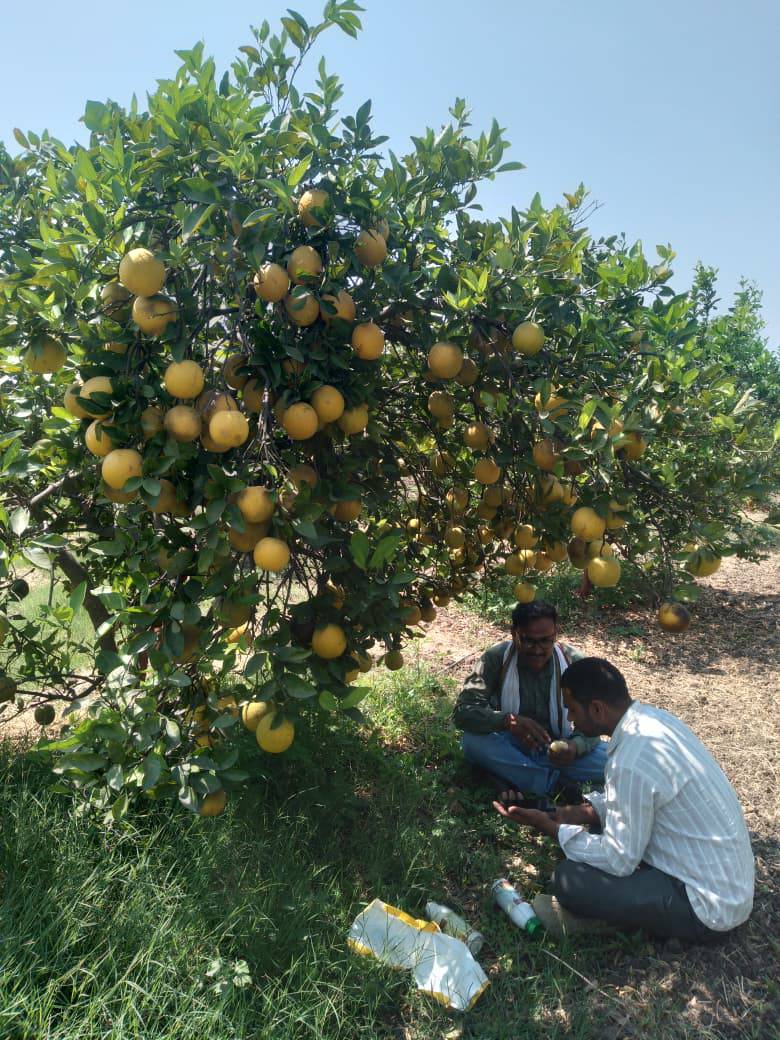 Golden Mousambi विक्रीसाठी, छत्रपती संभाजीनगर, महाराष्ट्र