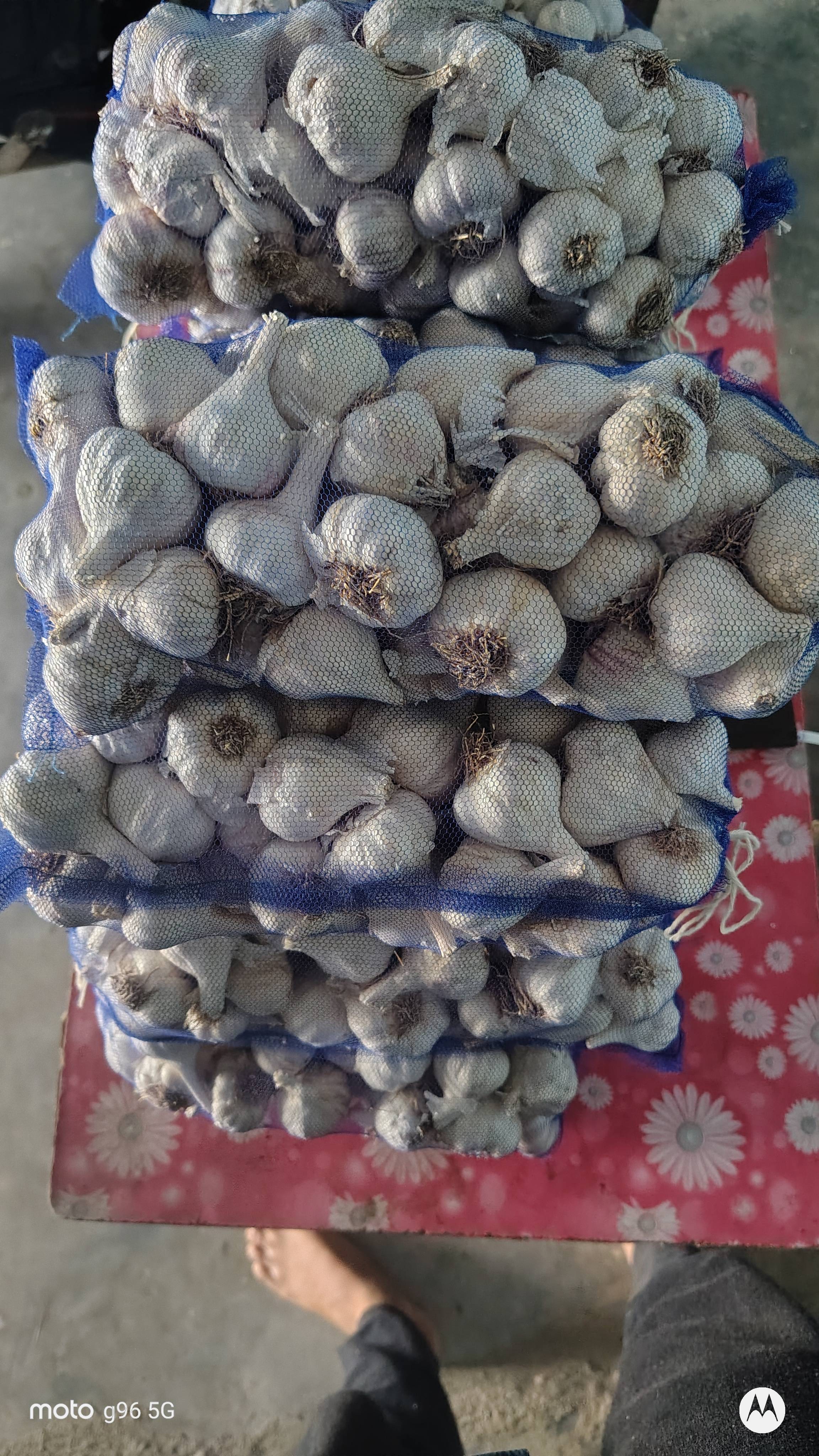White Garlic for sale in Sehore, Madhya Pradesh
