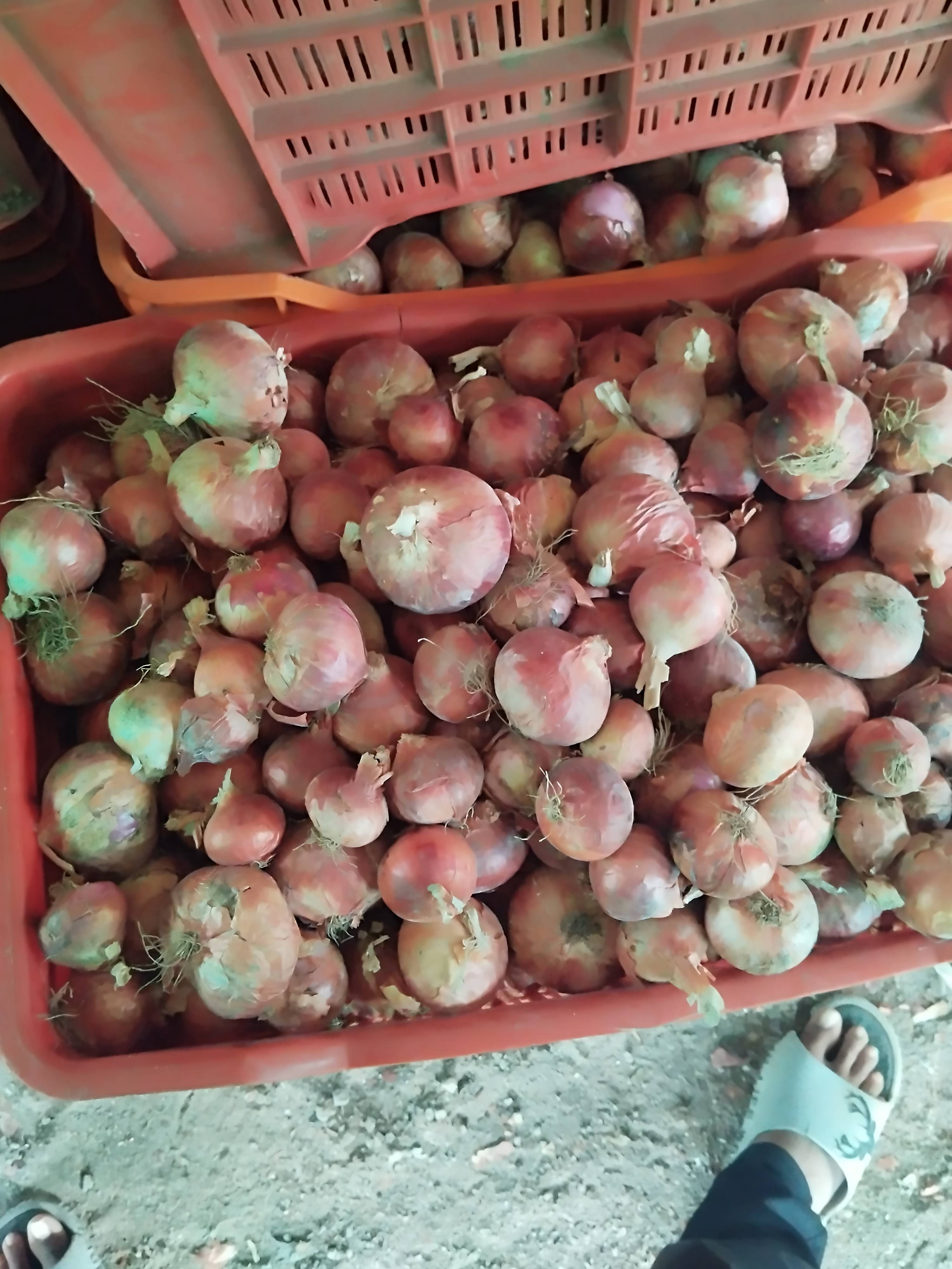 Summer Onion for sale in Nashik, Maharashtra