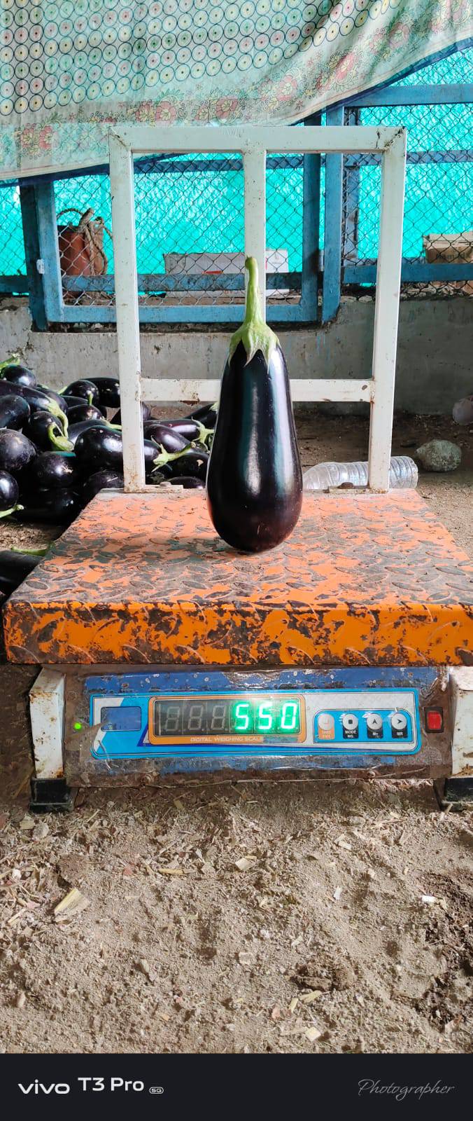 Purple Brinjal बिक्री के लिए, नासिक, महाराष्ट्र