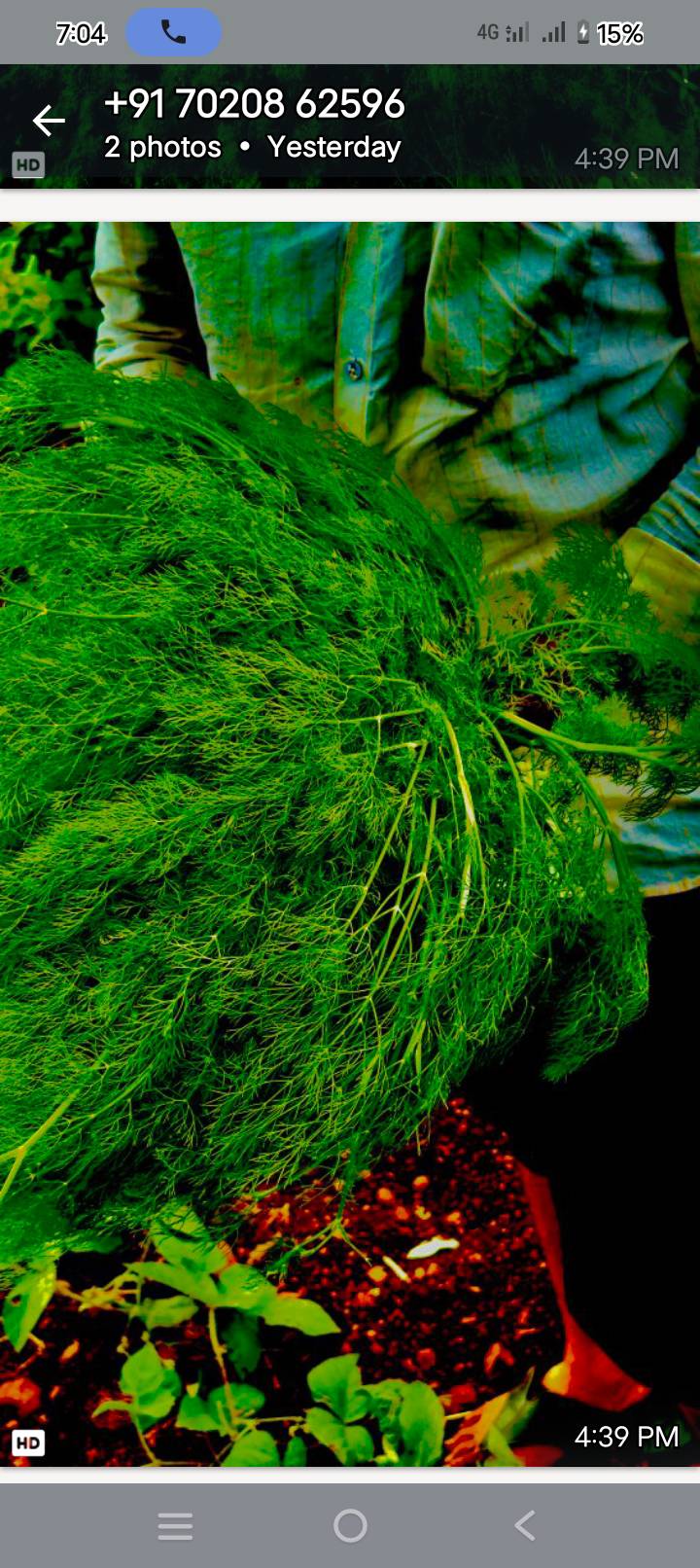 Dill Leaves for sale in Nashik, Maharashtra