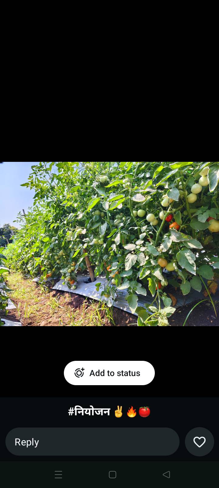 Saaho Tomato for sale in Amravati, Maharashtra