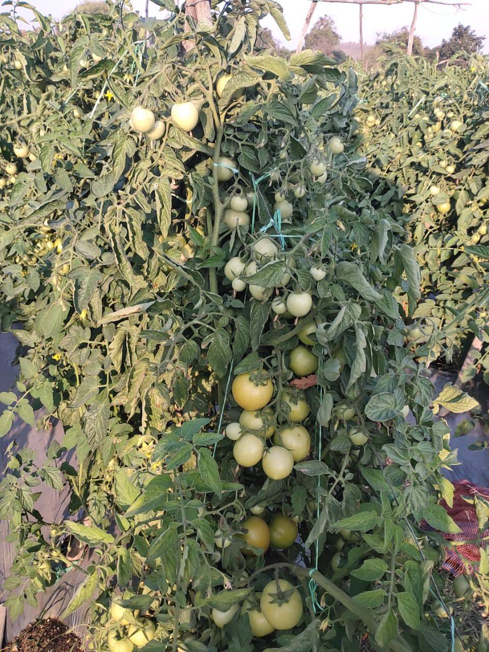 Saaho Tomato for sale in Amravati, Maharashtra