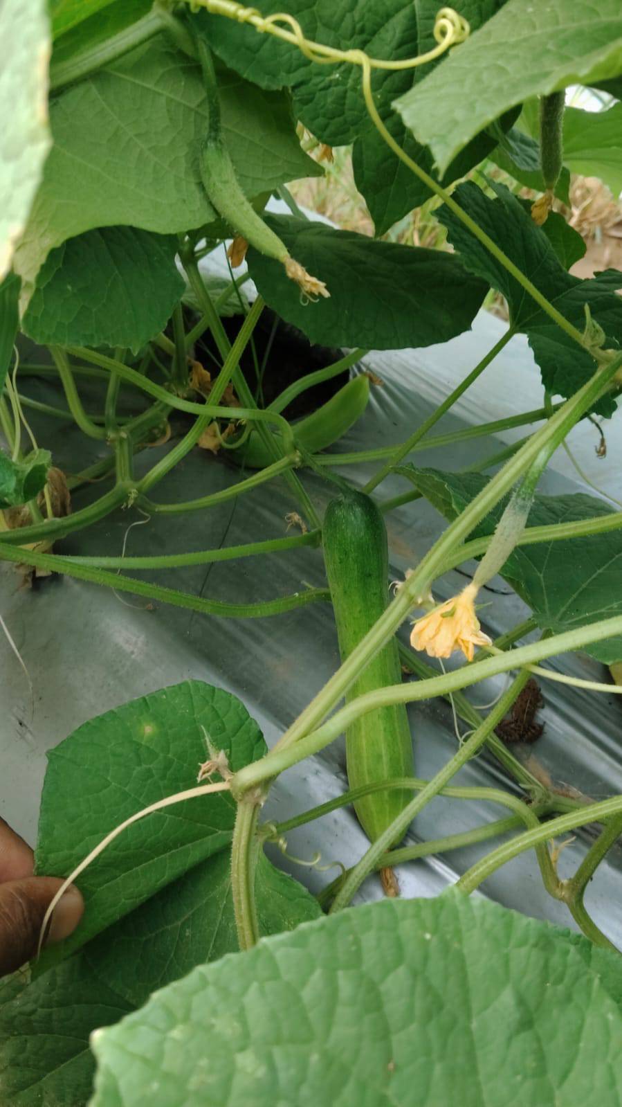 Green Cucumber for sale in Chhatarpur, Madhya Pradesh