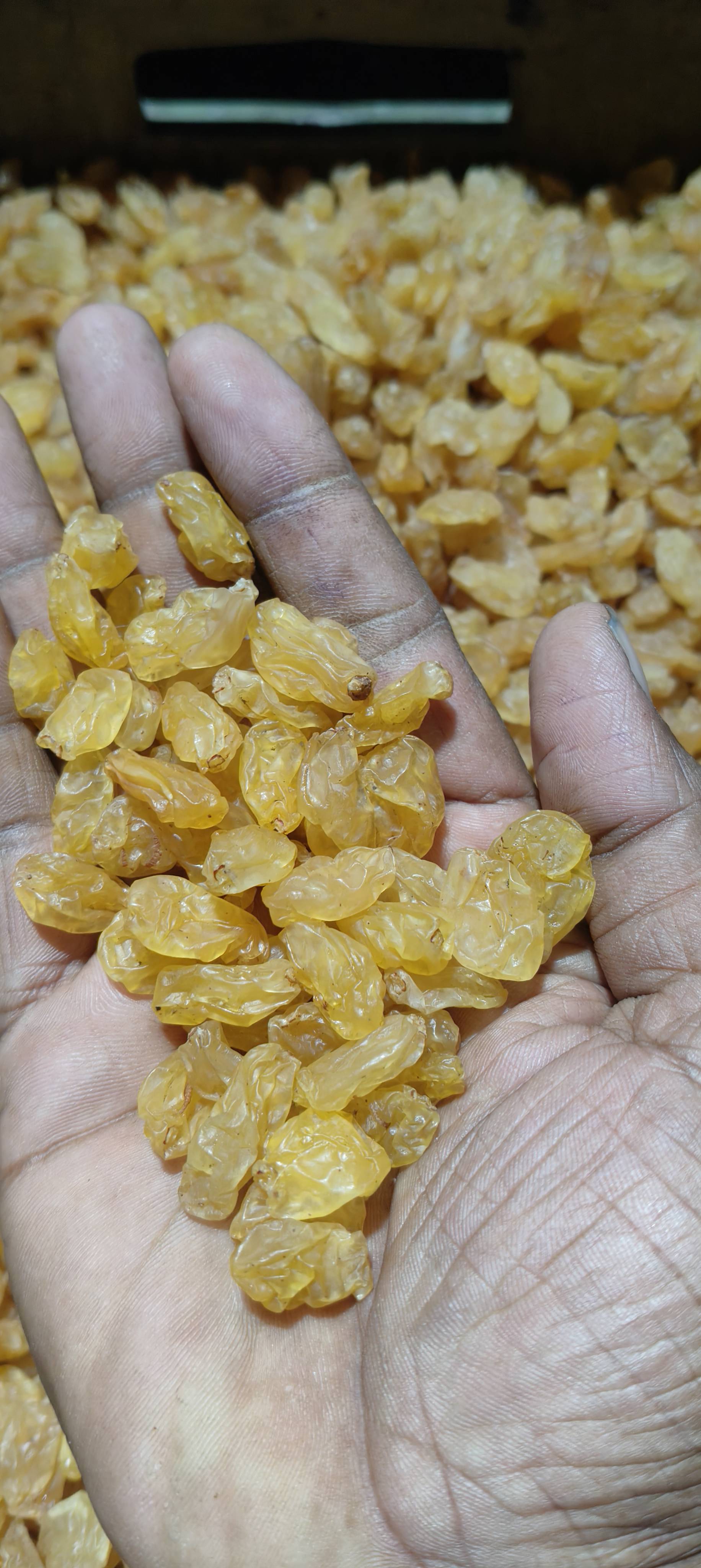 Golden Raisins बिक्री के लिए, नासिक, महाराष्ट्र
