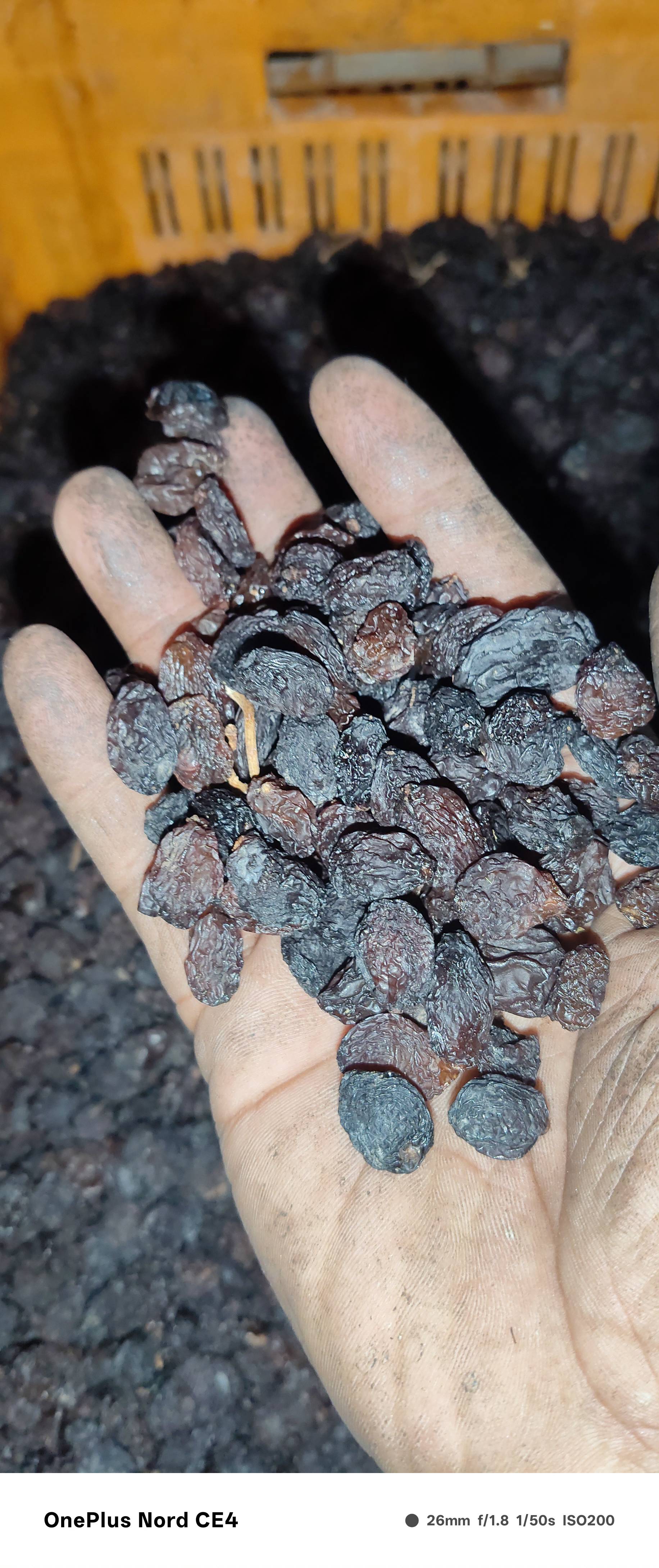 Golden Raisins बिक्री के लिए, नासिक, महाराष्ट्र