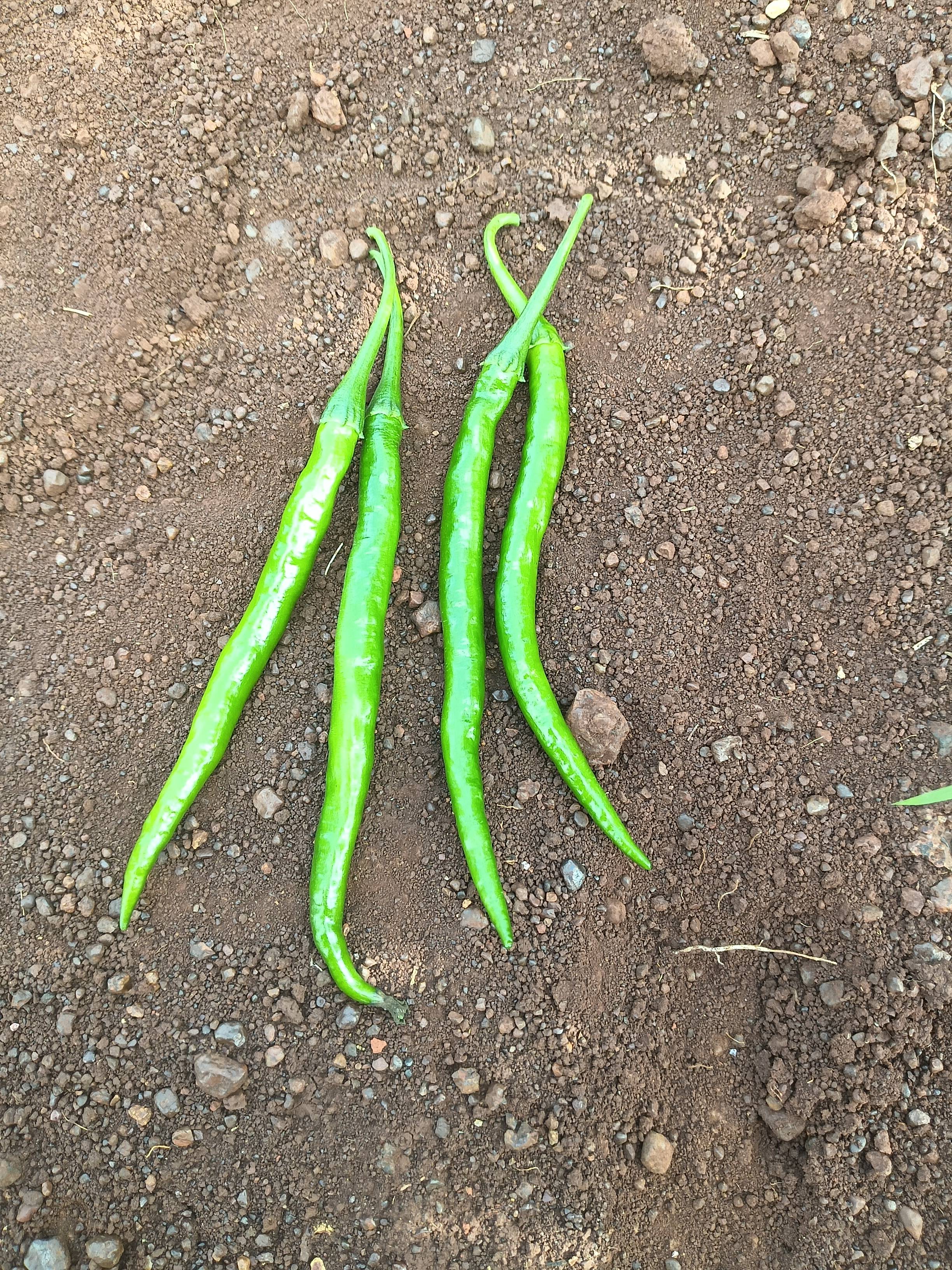 G4 Chilli बिक्री के लिए, बीदर, कर्नाटक