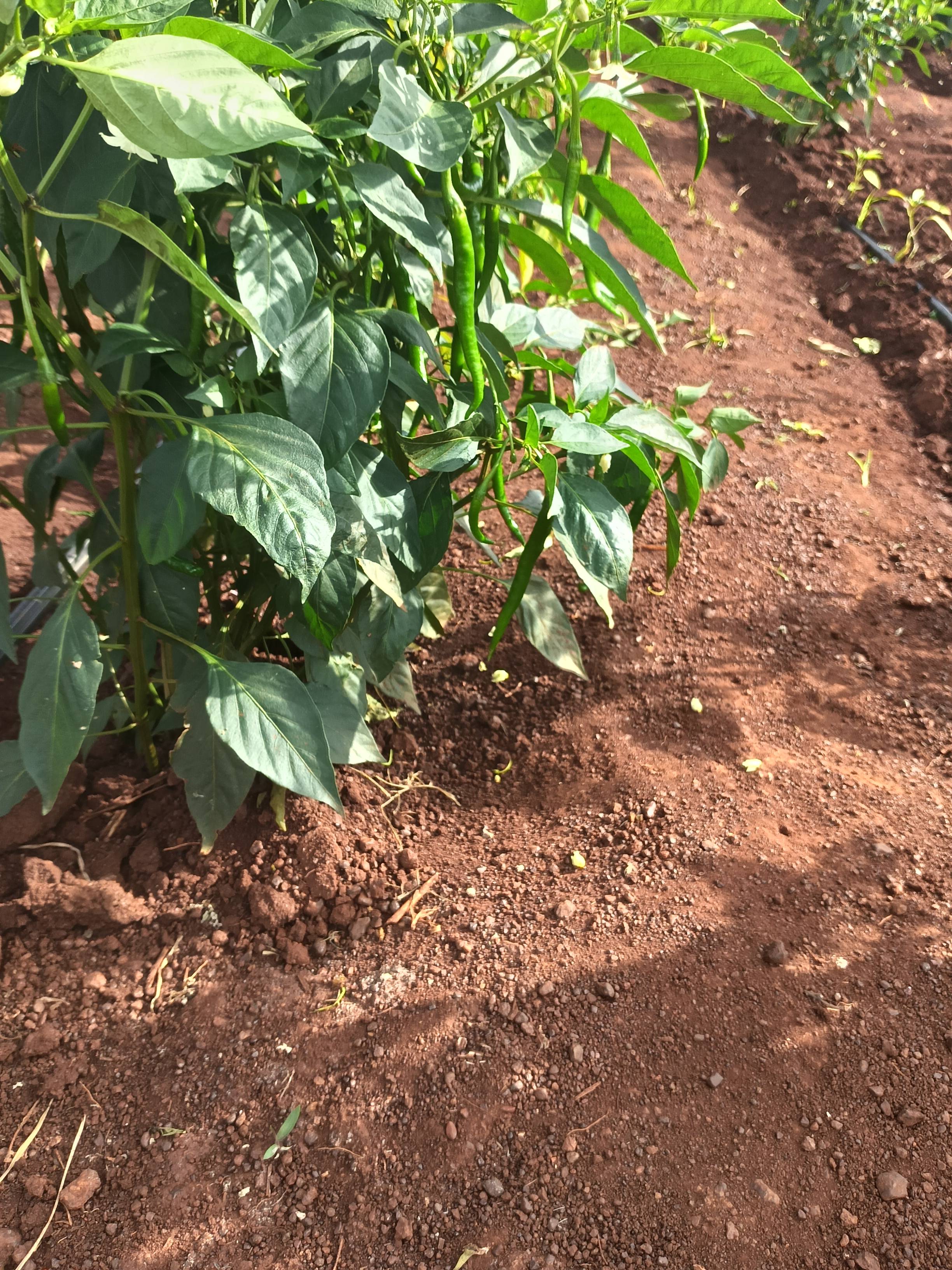 G4 Chilli बिक्री के लिए, बीदर, कर्नाटक