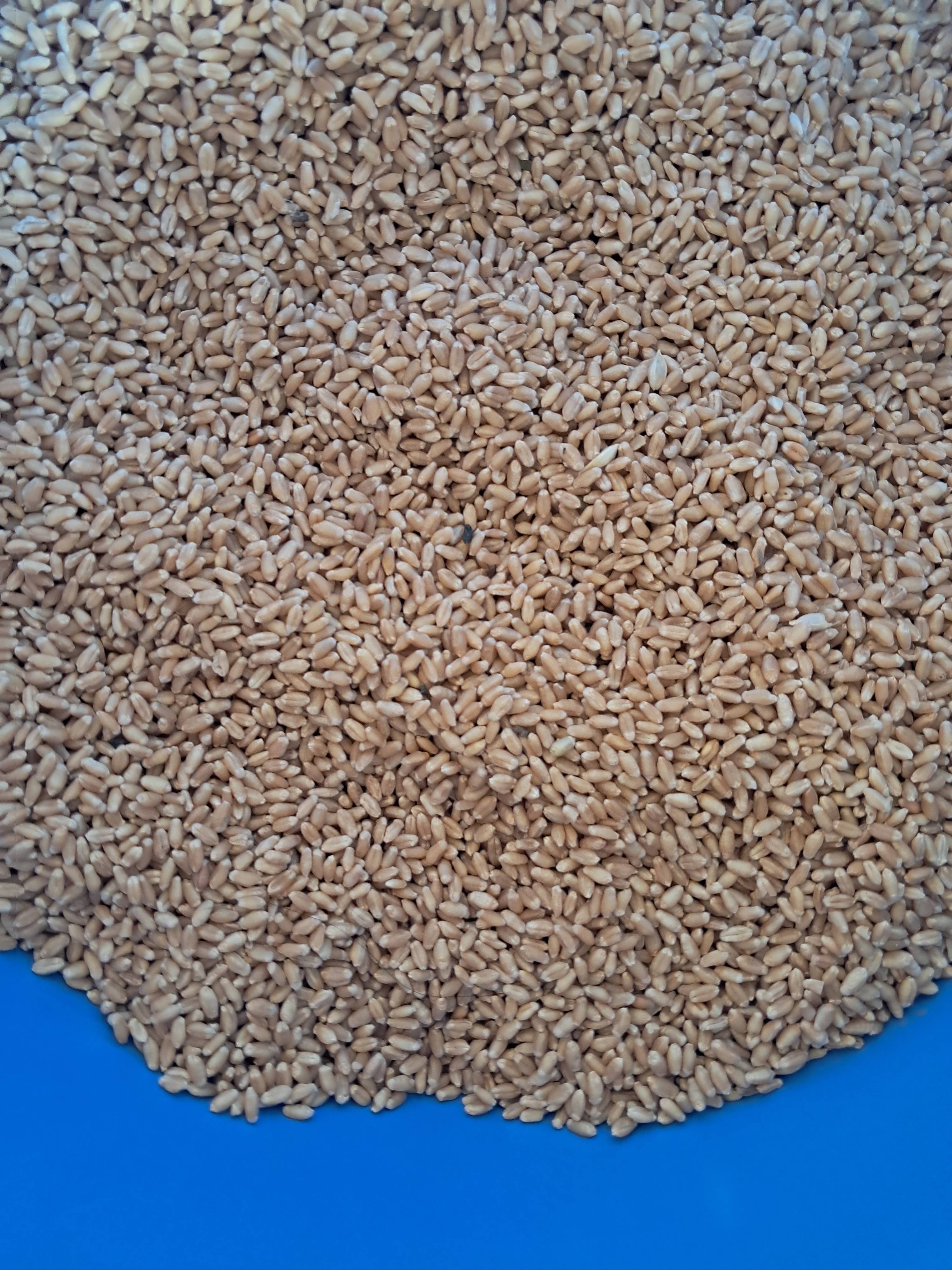 Shriram Wheat for sale in Hoshangabad, Madhya Pradesh