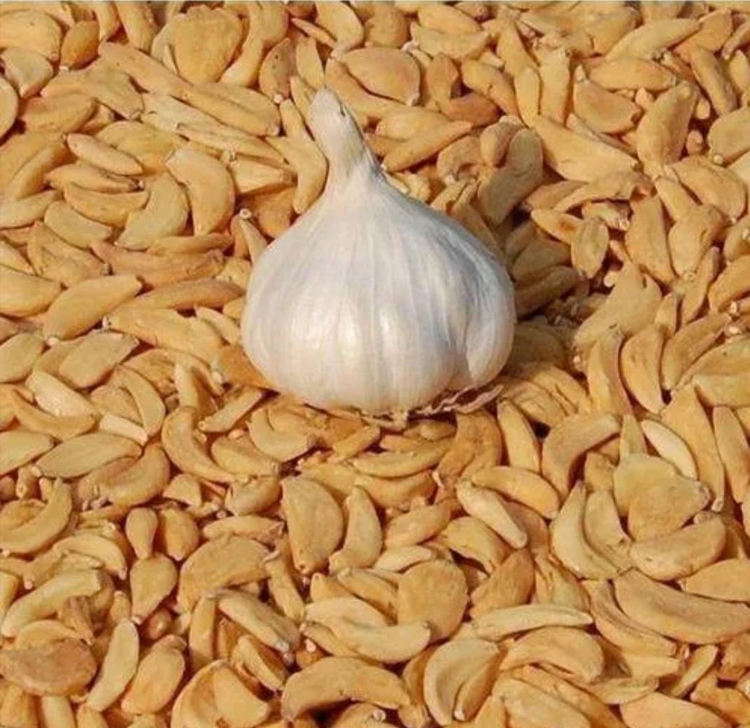 Indian Garlic Powder विक्रीसाठी, परभणी, महाराष्ट्र