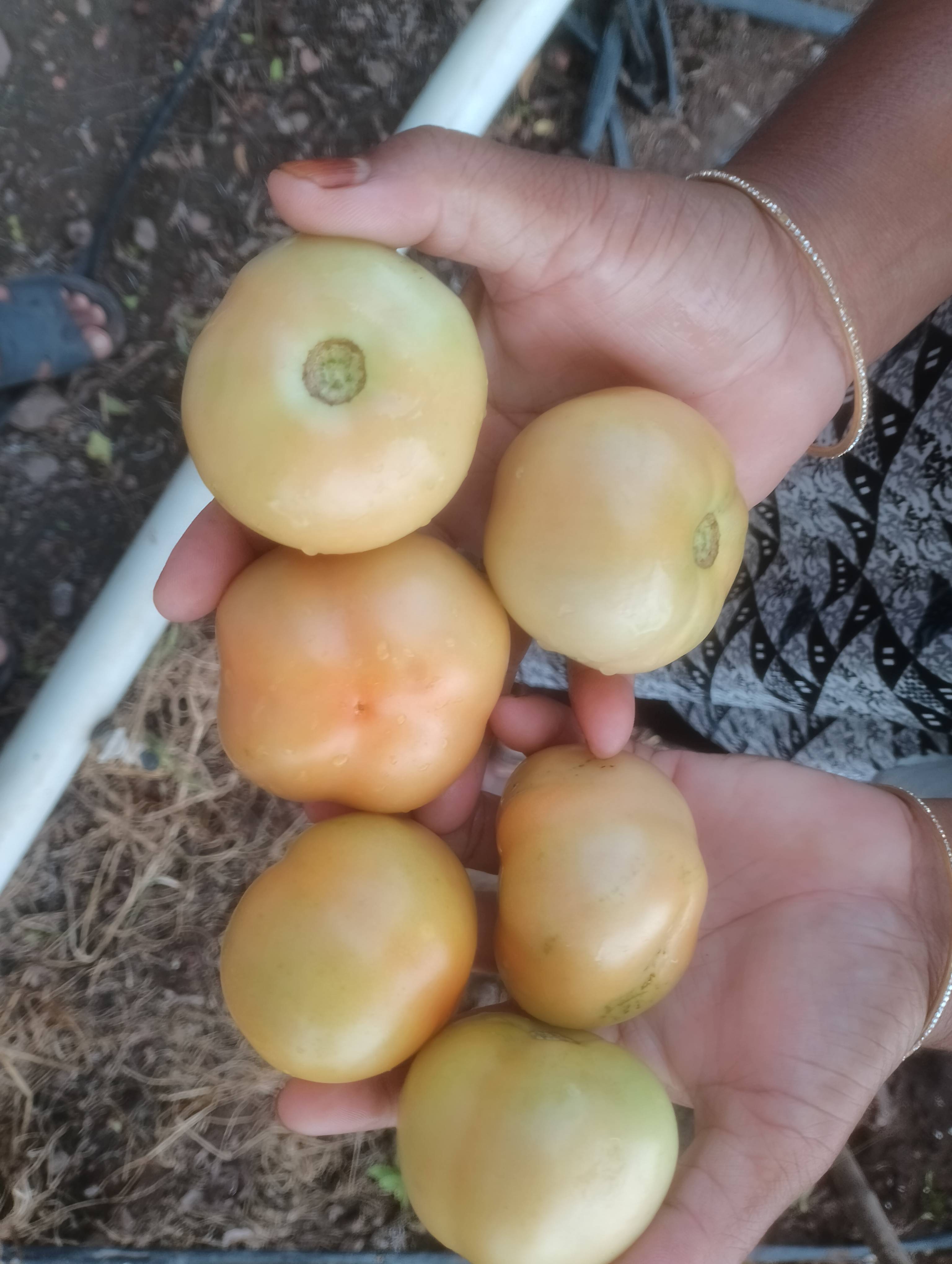 Saaho Tomato बिक्री के लिए, छत्रपति संभाजीनगर, महाराष्ट्र