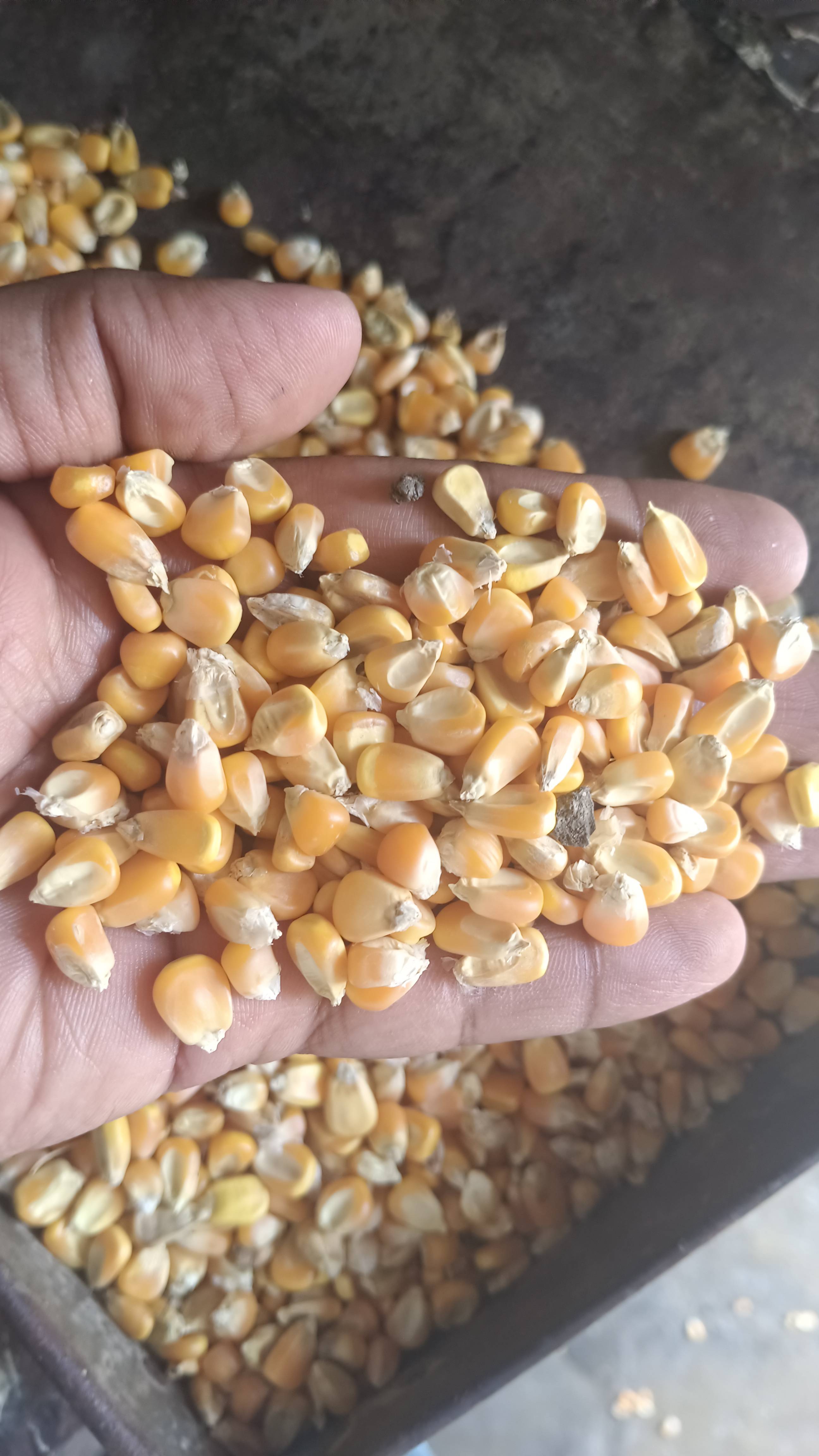 Maize (Corn) Corn Flakes / Maize Flakes