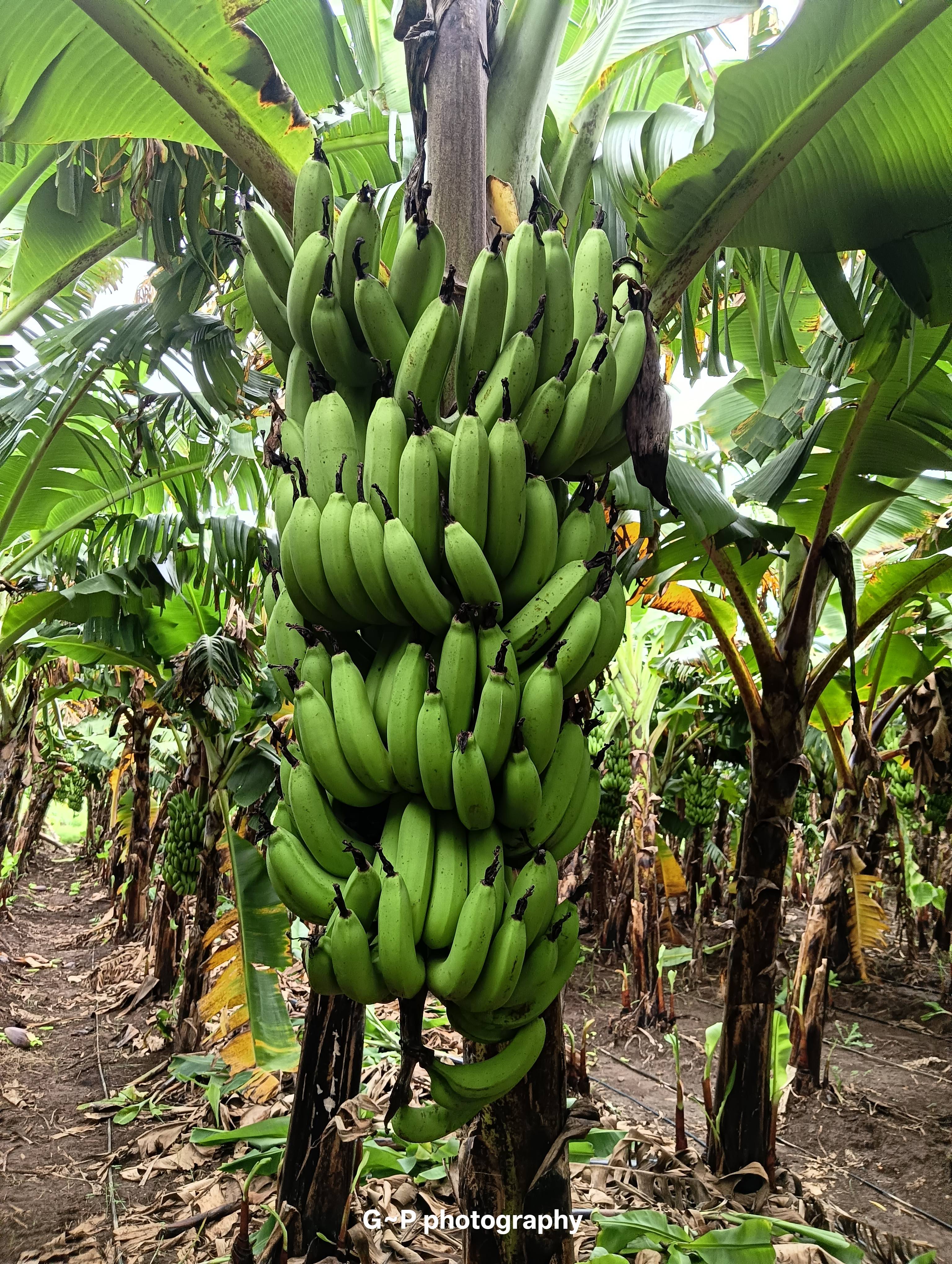 केळी Cavendish Banana