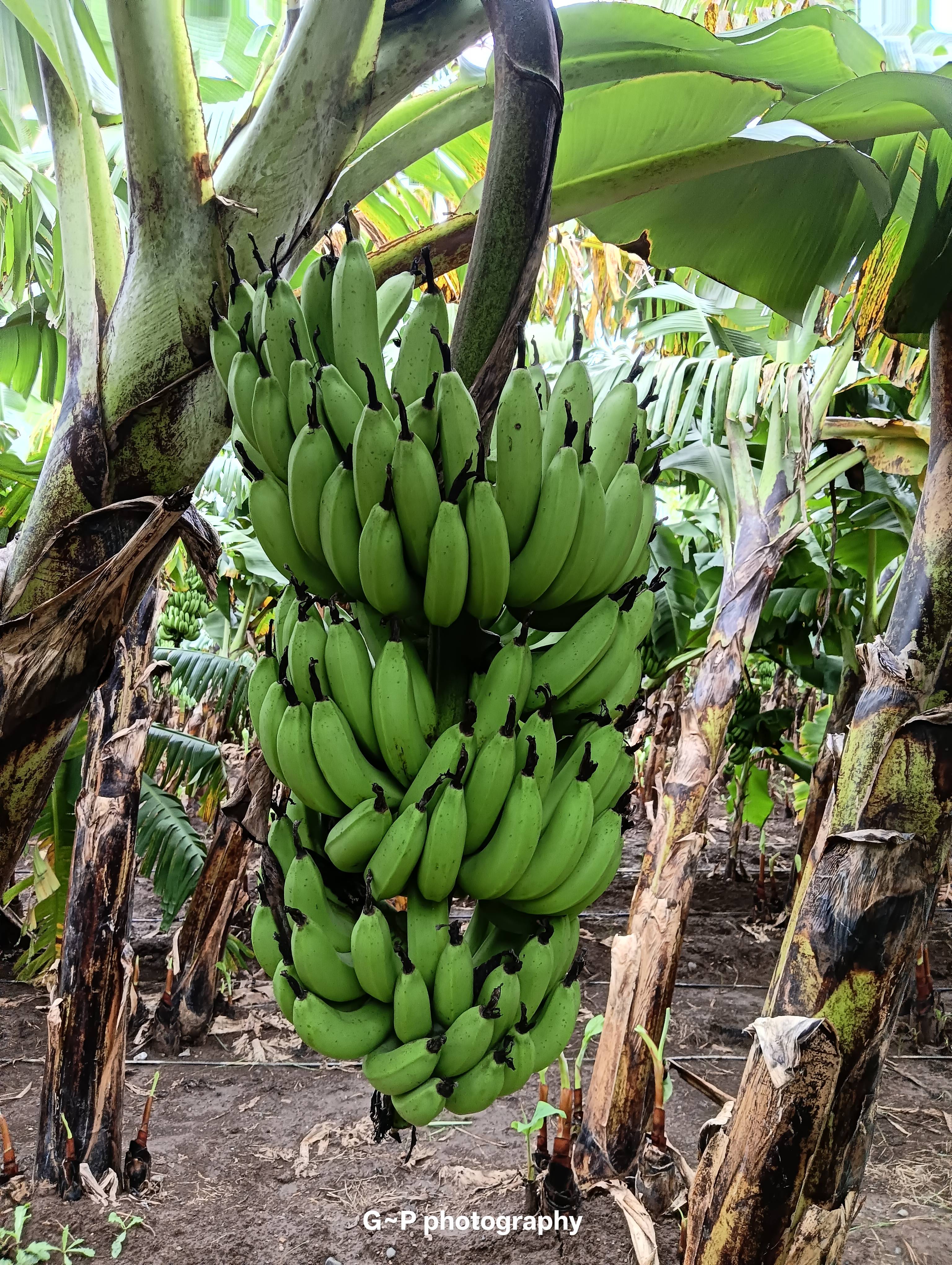 Cavendish Banana बिक्री के लिए, जलगांव, महाराष्ट्र