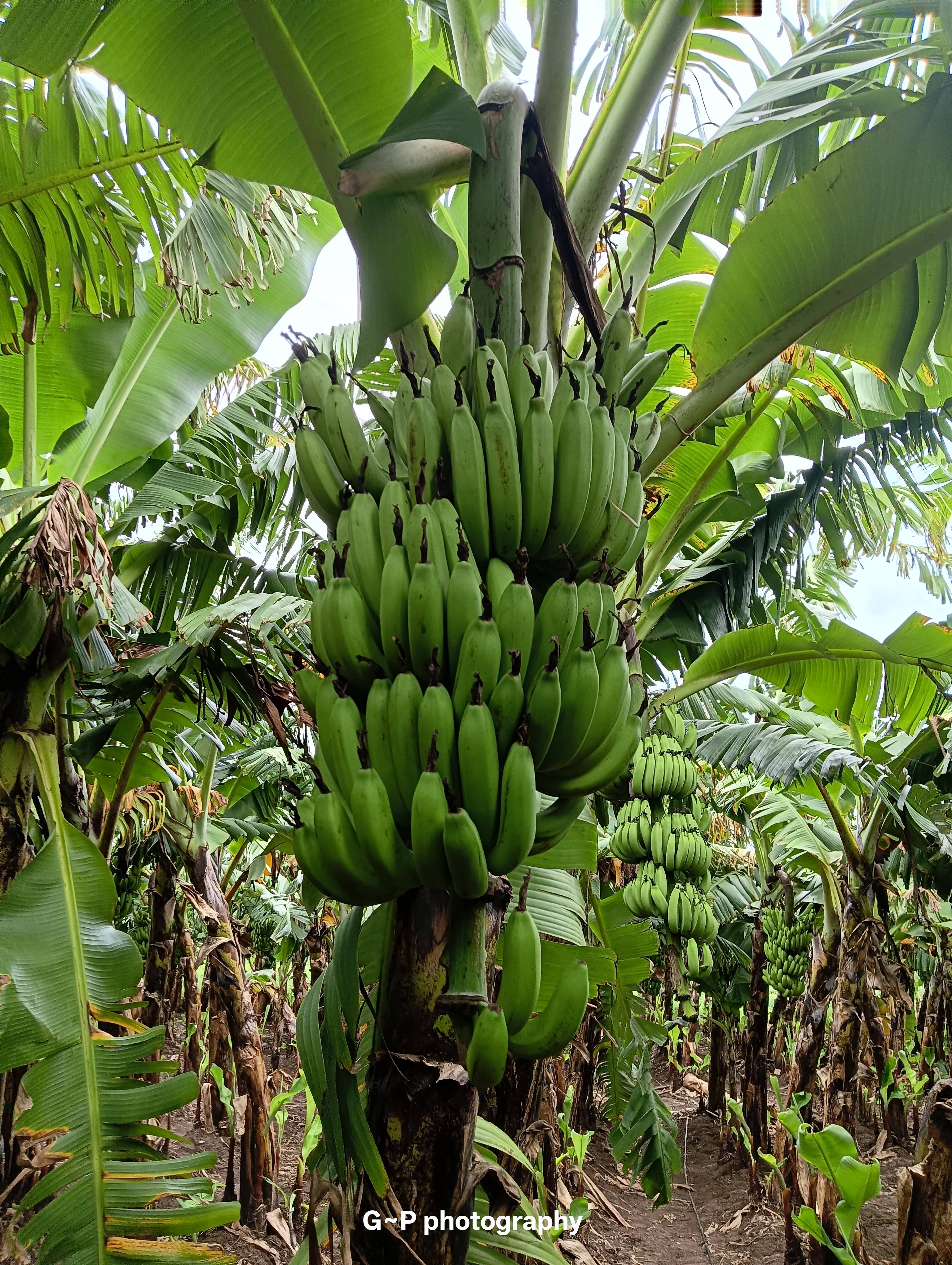 Cavendish Banana बिक्री के लिए, जलगांव, महाराष्ट्र