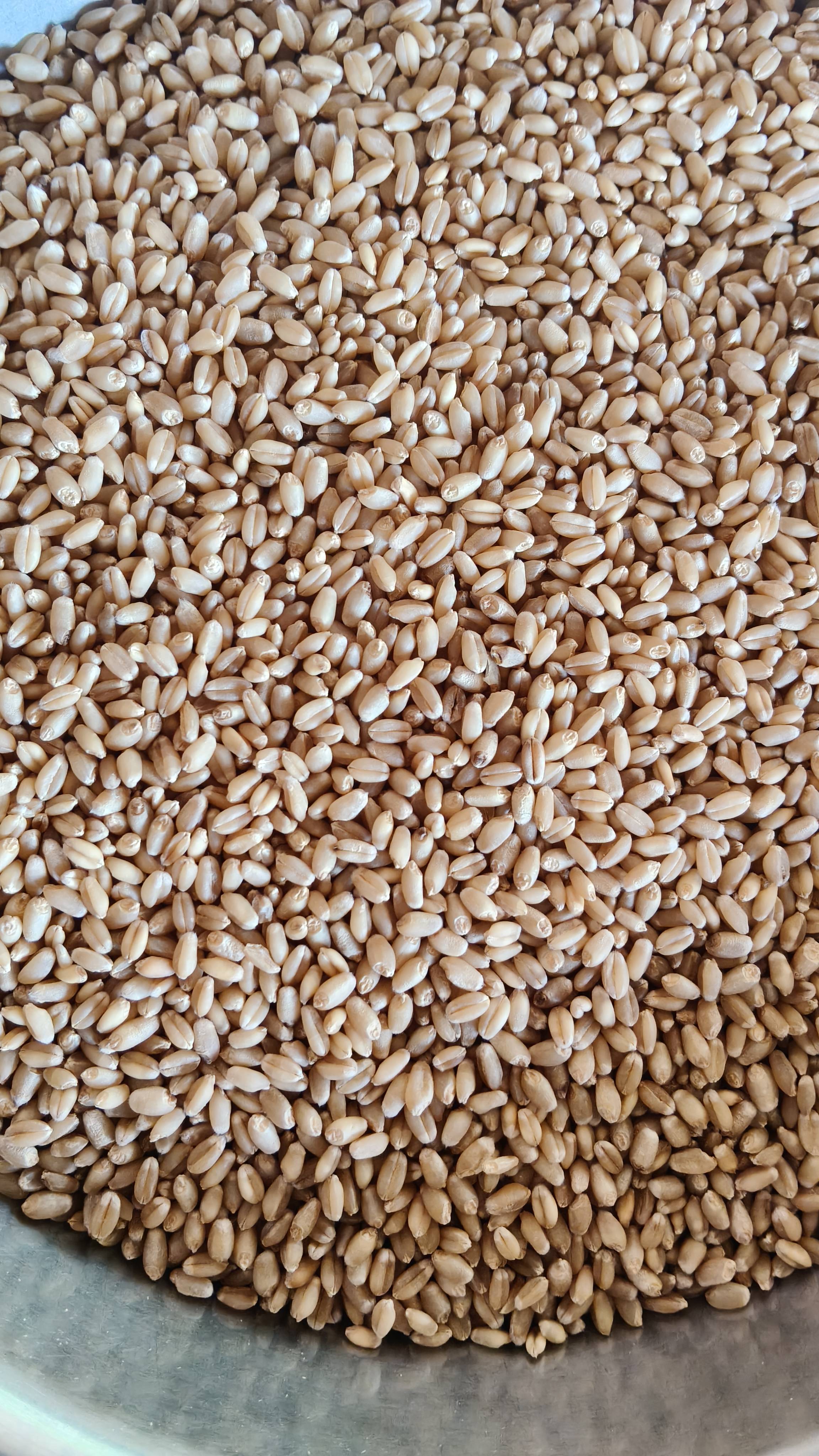 Sharbati Wheat for sale in Nashik, Maharashtra