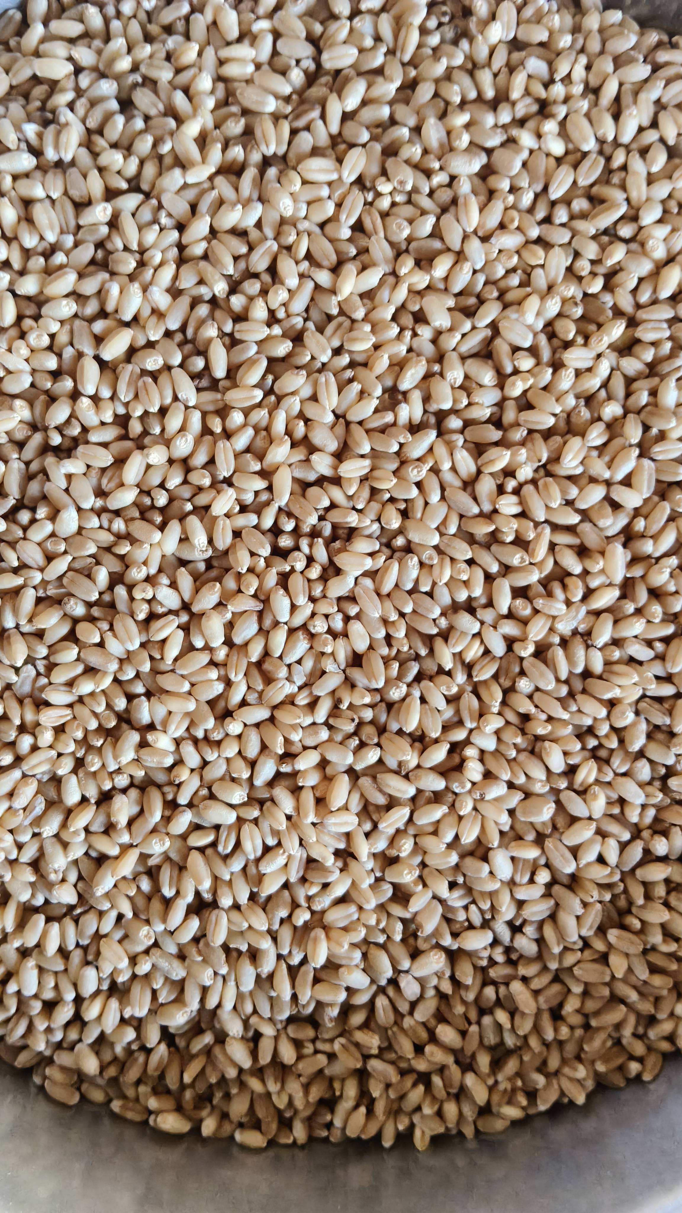 Sharbati Wheat for sale in Nashik, Maharashtra