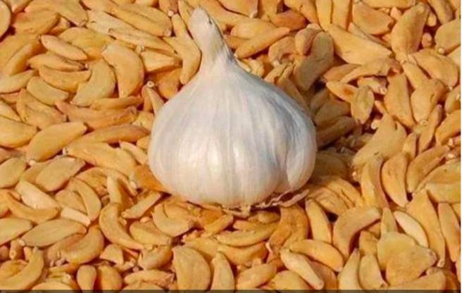 Garlic Flakes विक्रीसाठी, शाजापूर, मध्य प्रदेश