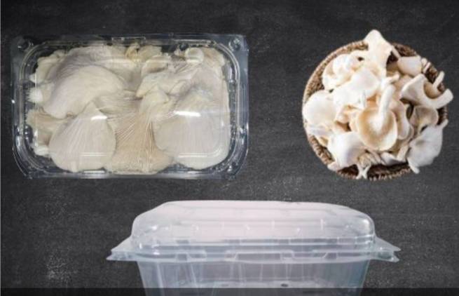 Oyster Mushroom विक्रीसाठी, शाजापूर, मध्य प्रदेश