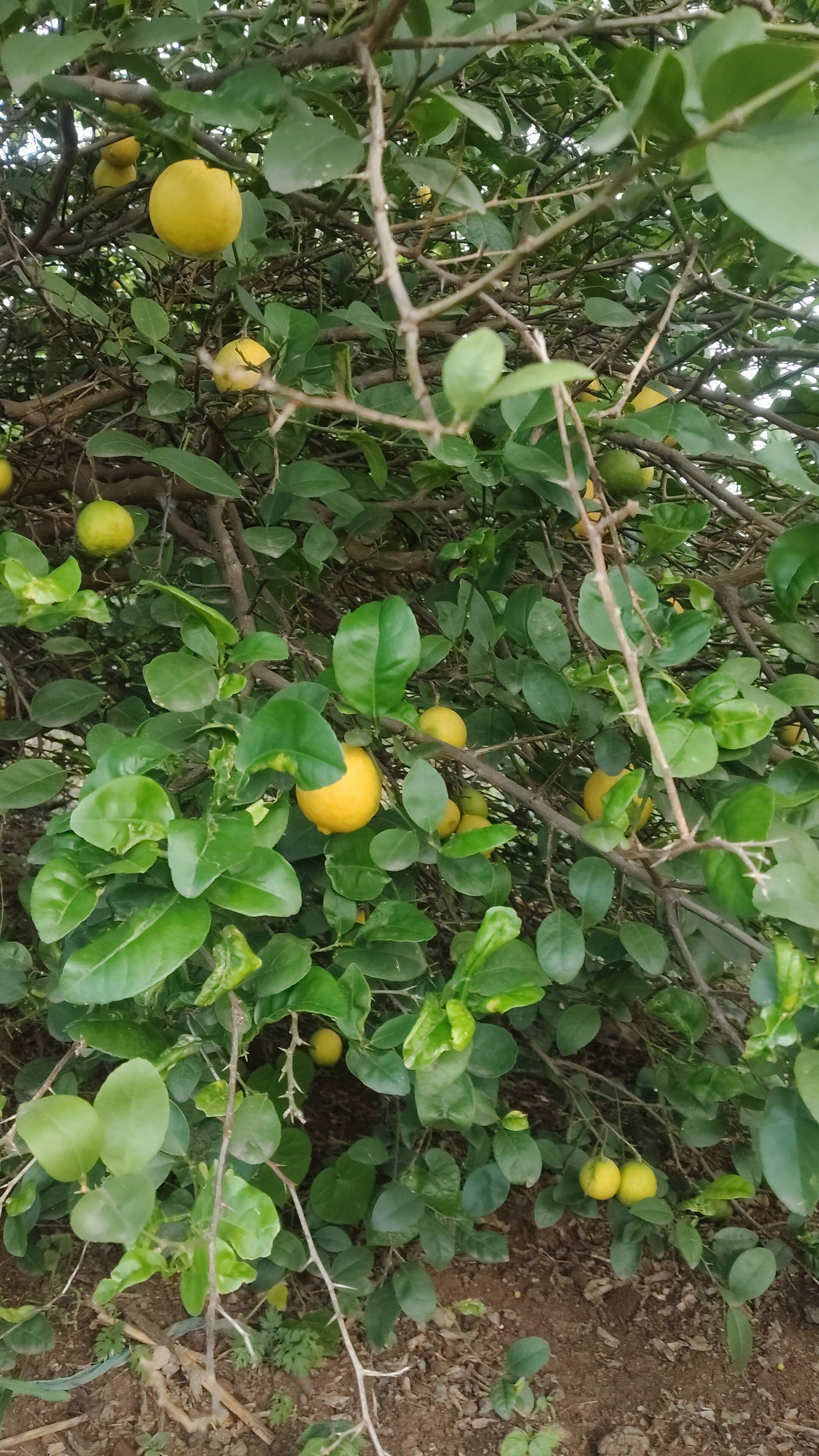 लिंबू Nemu Tenga