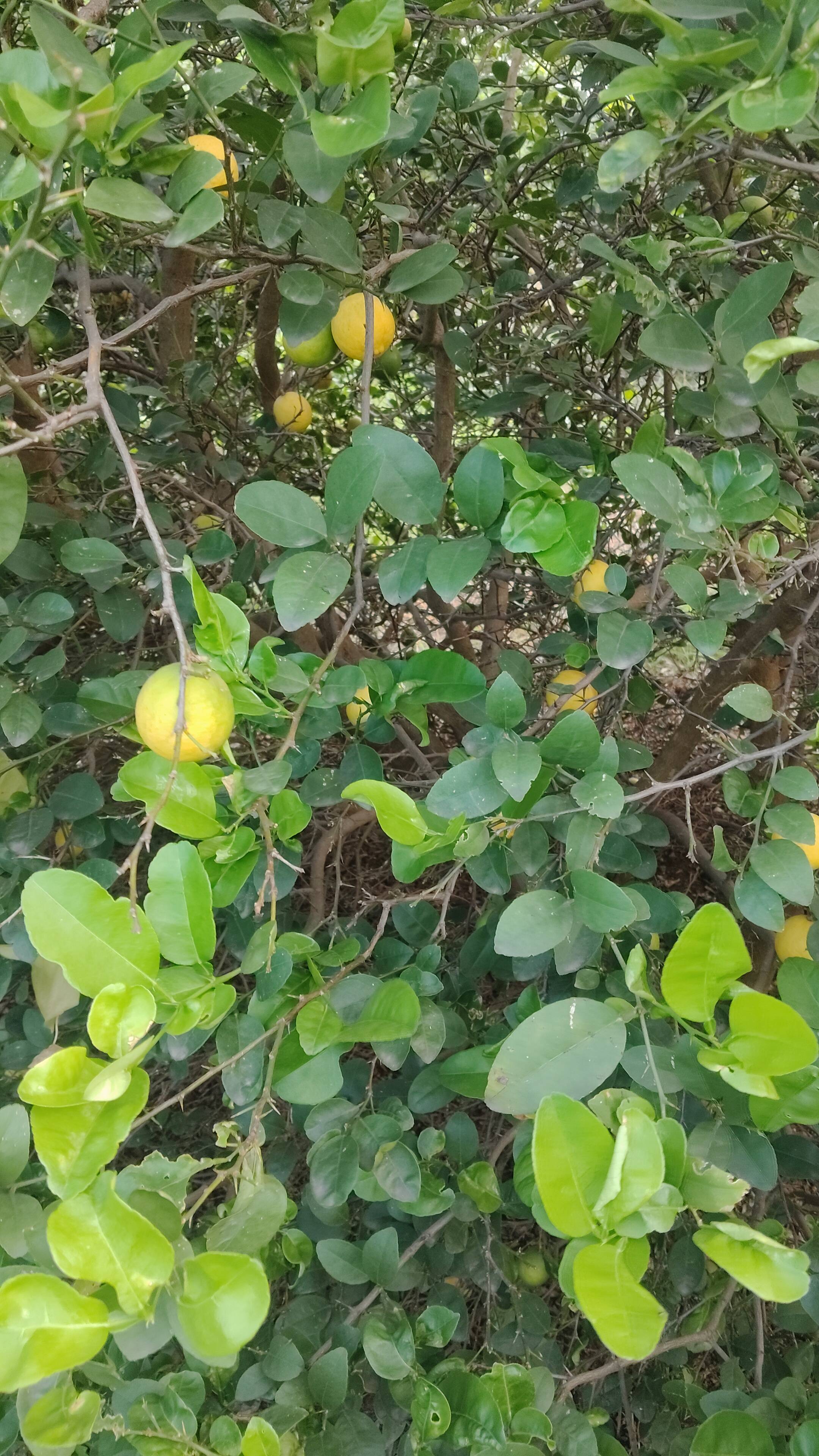 Nemu Tenga for sale in Ahilyanagar, Maharashtra