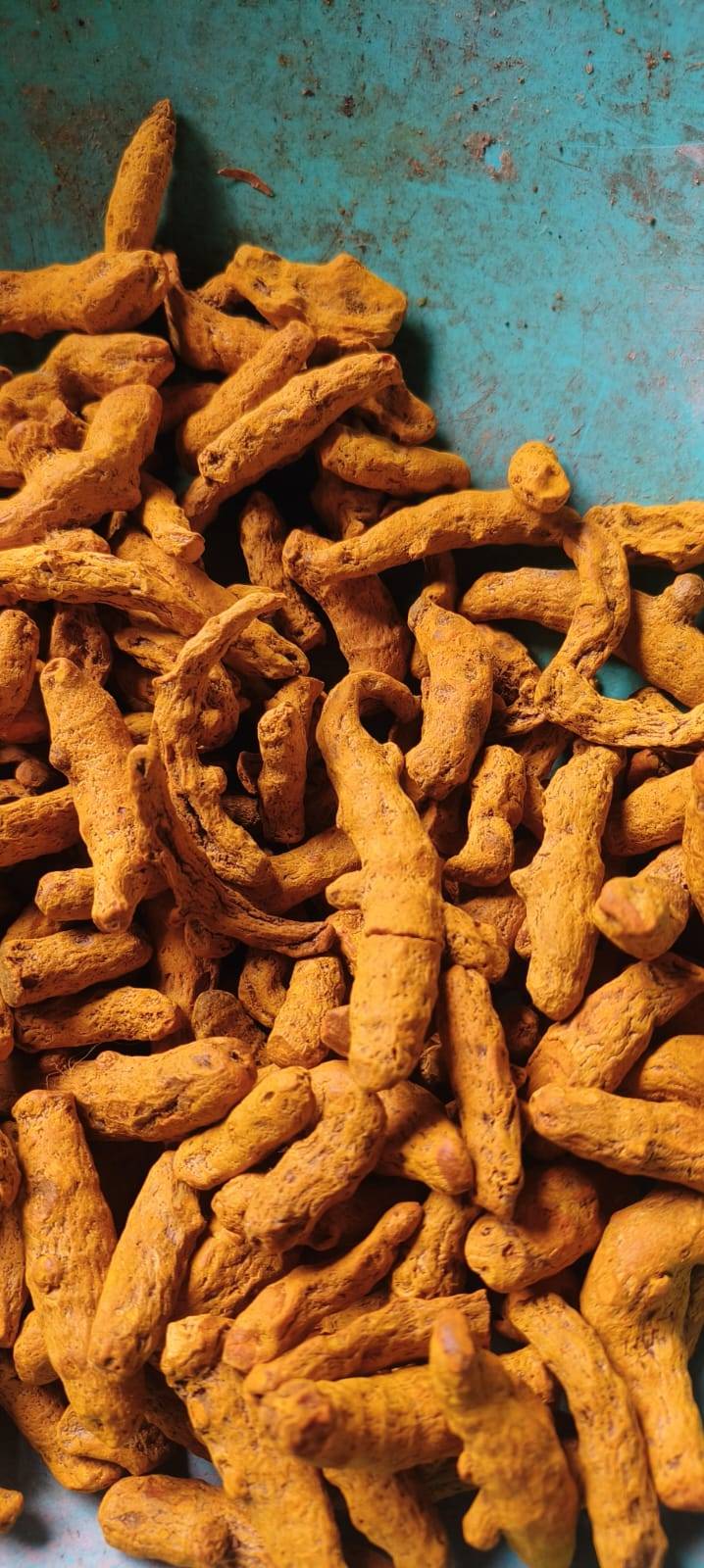 Turmeric Salem