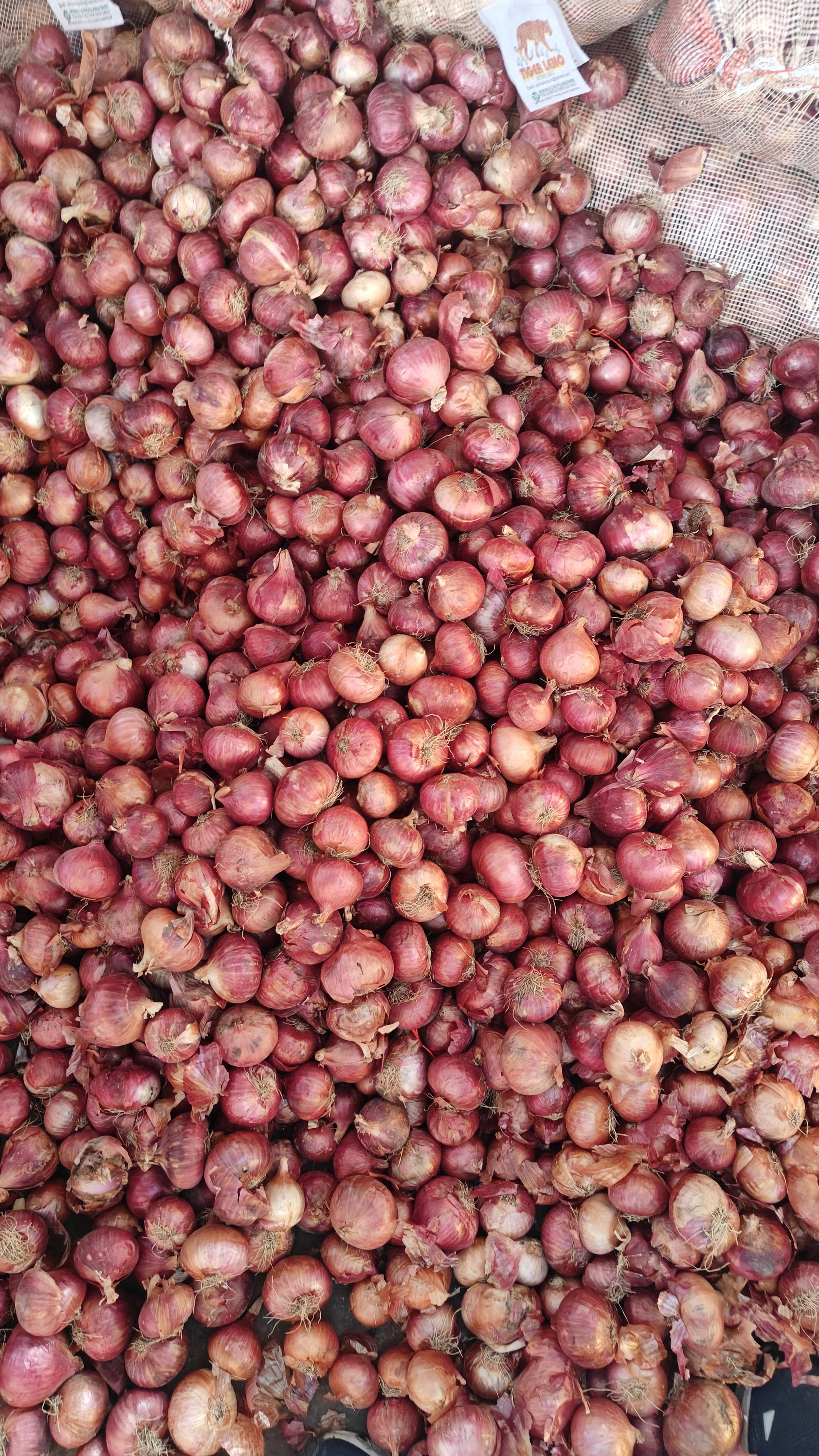 Red Onion विक्रीसाठी, इंदौर, मध्य प्रदेश