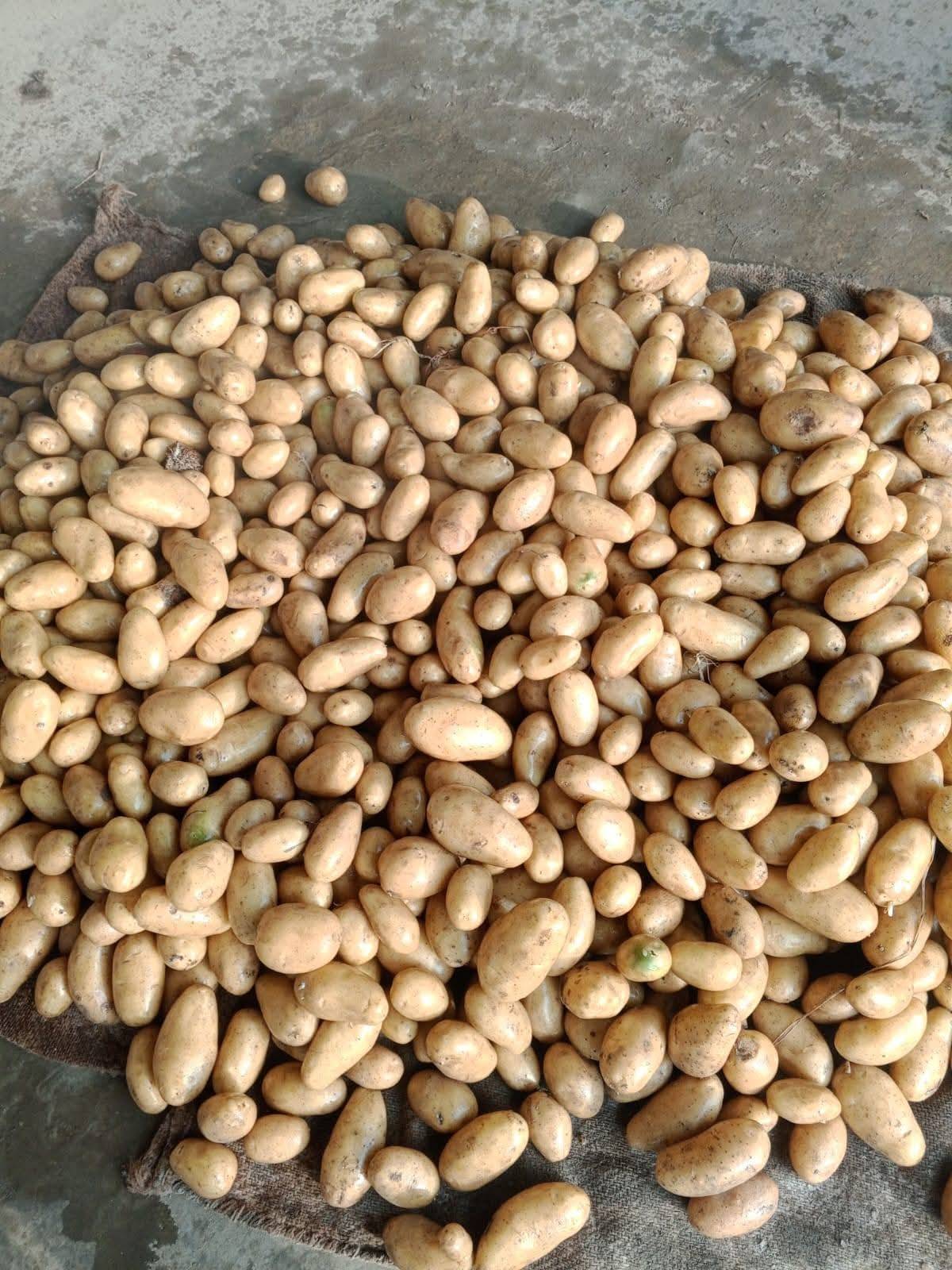 Kufri Bahar for sale in North 24 Parganas, West Bengal