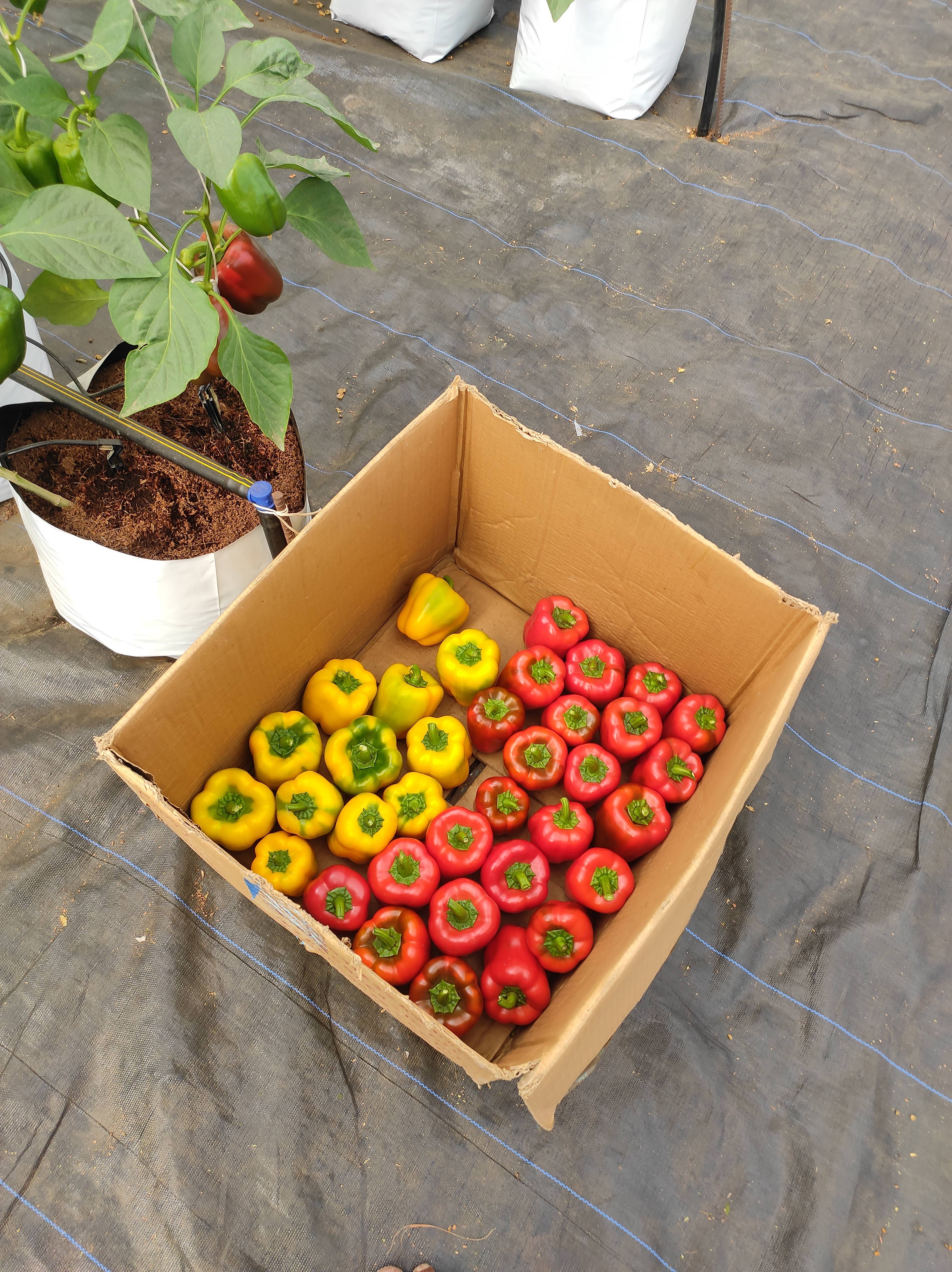 Hydroponic Capsicum for sale in Kolhapur, Maharashtra