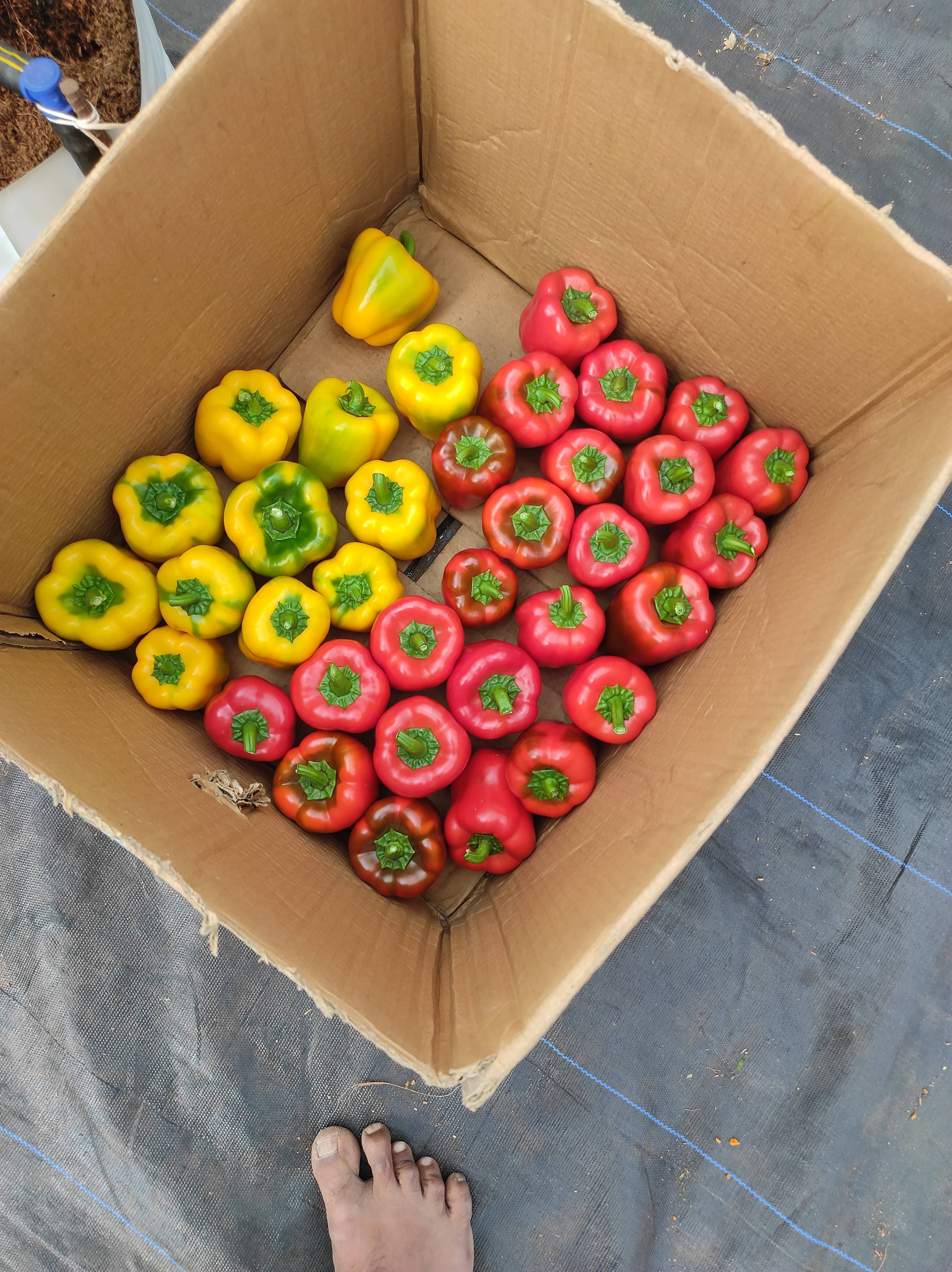 Hydroponic Capsicum for sale in Kolhapur, Maharashtra