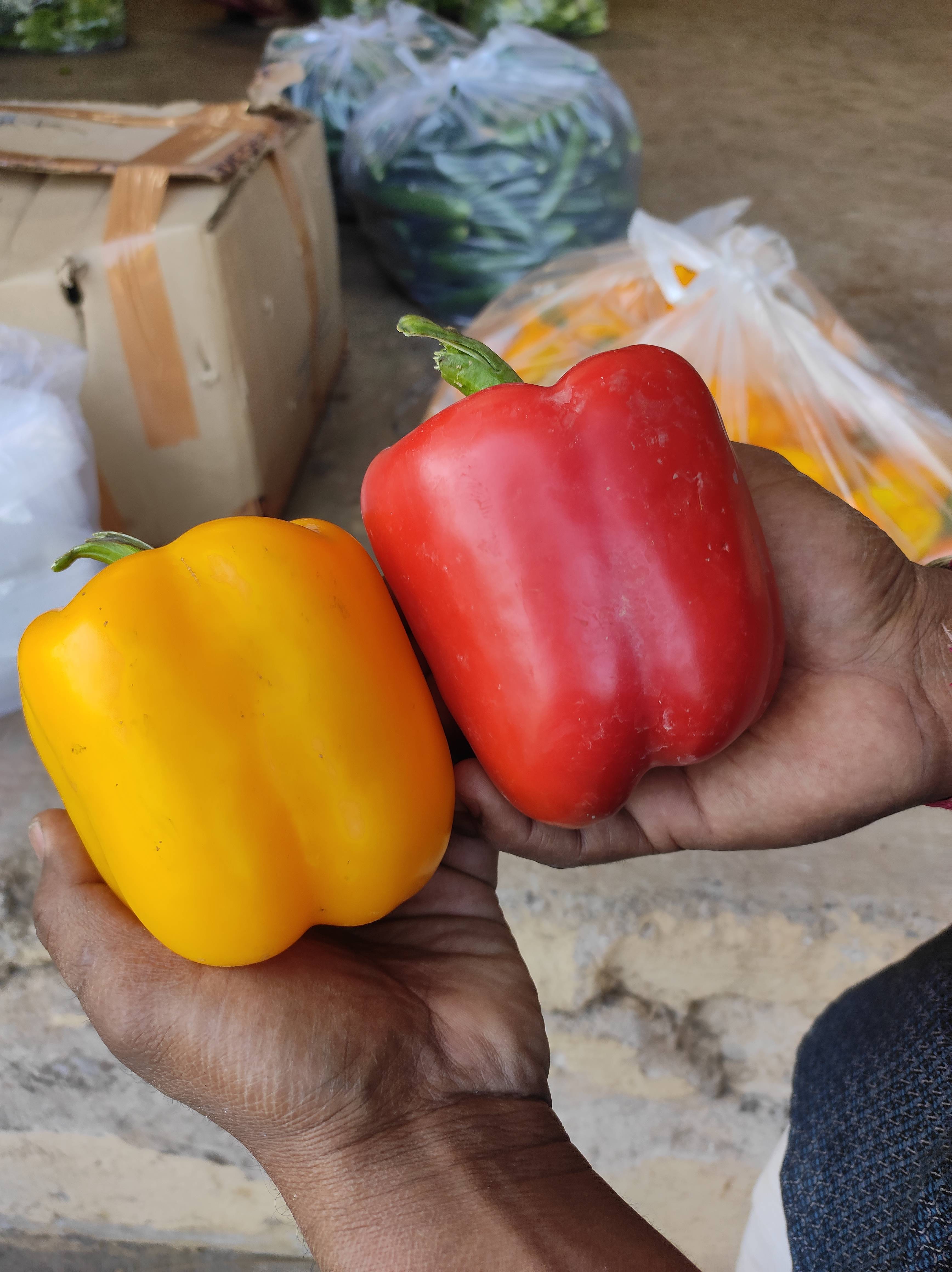 हायड्रोपोनिक ढोबळी मिरची Hydroponic Capsicum