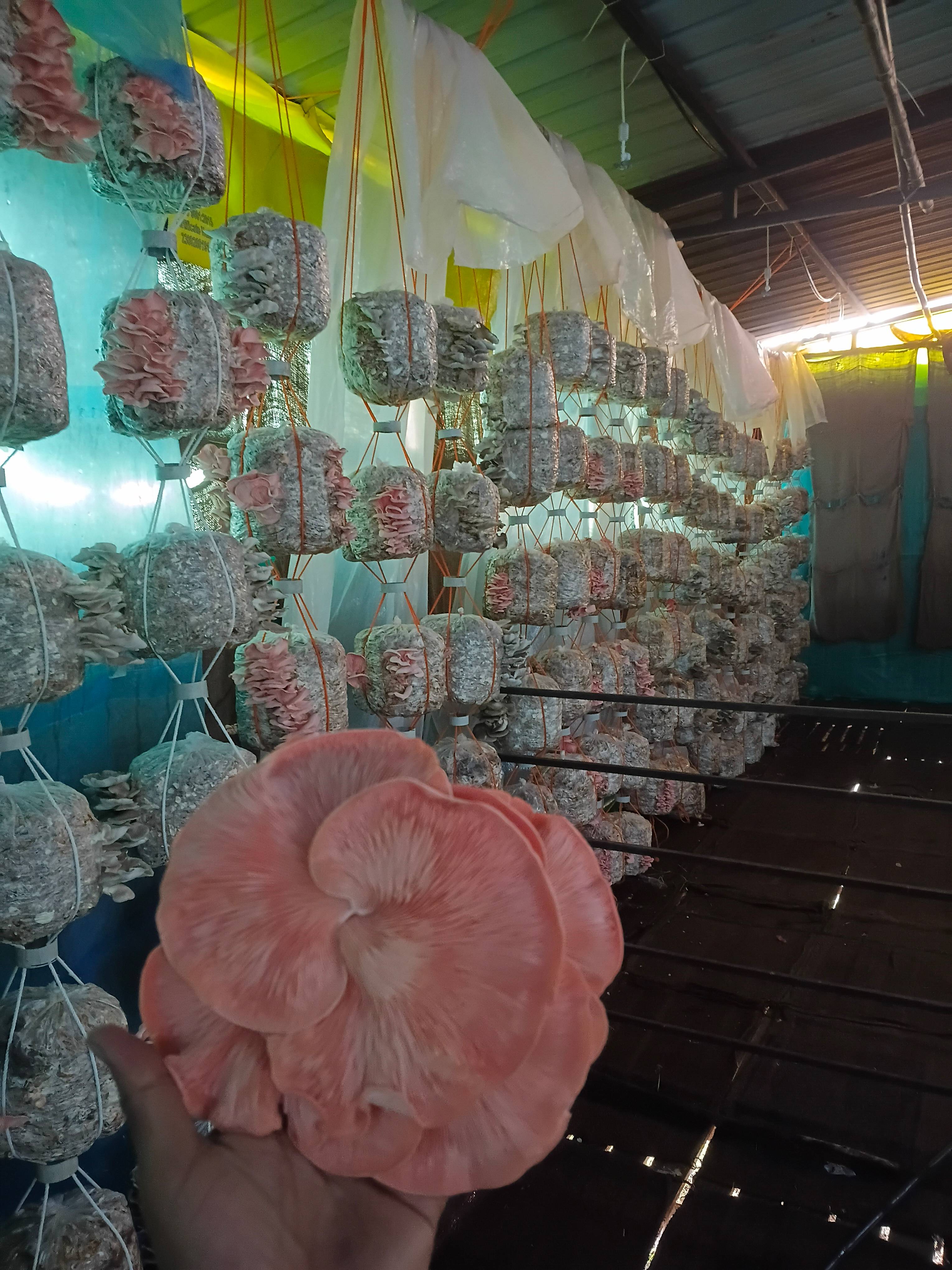 Oyster Mushroom for sale in Latur, Maharashtra