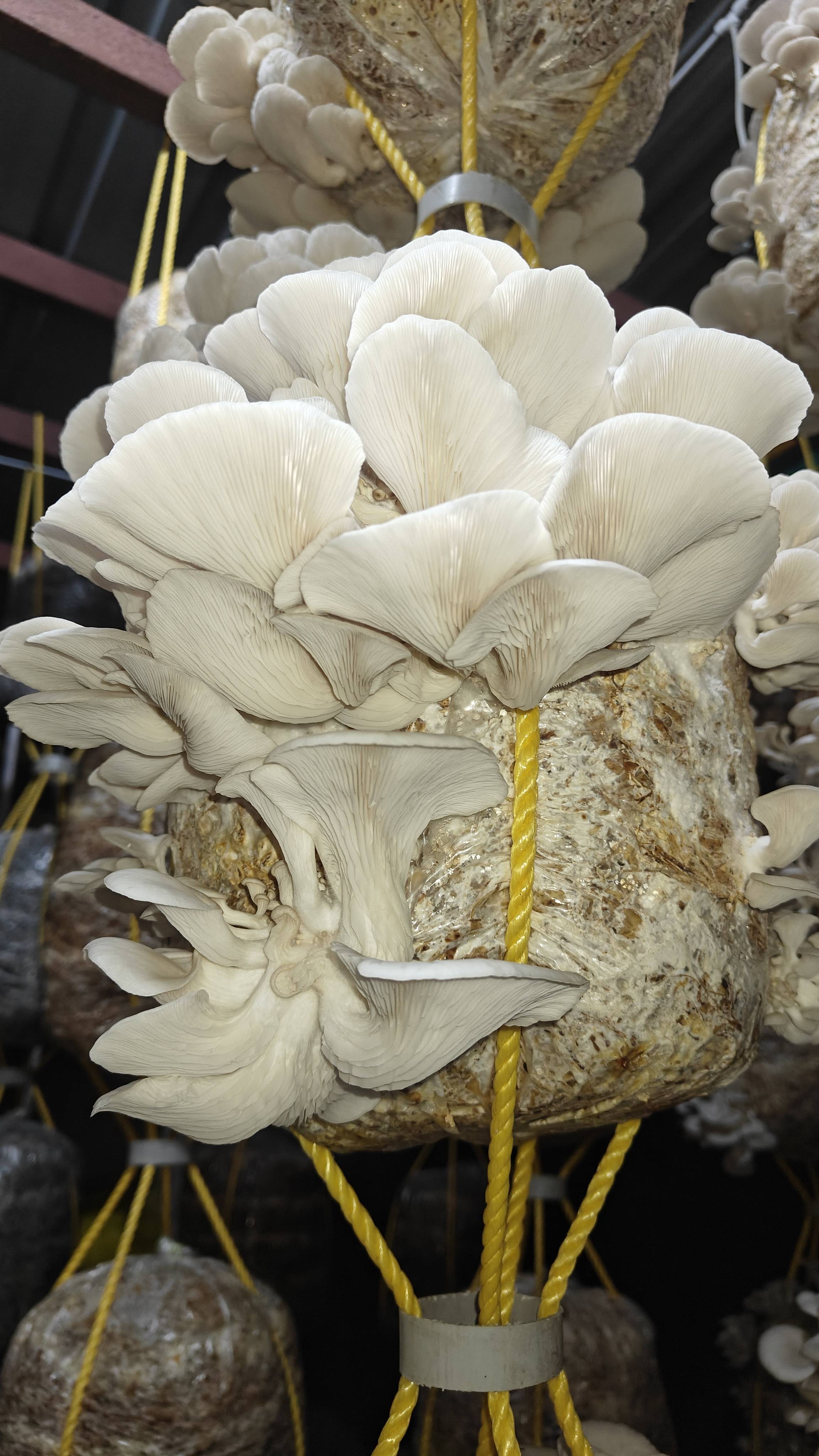 Oyster Mushroom बिक्री के लिए, नासिक, महाराष्ट्र