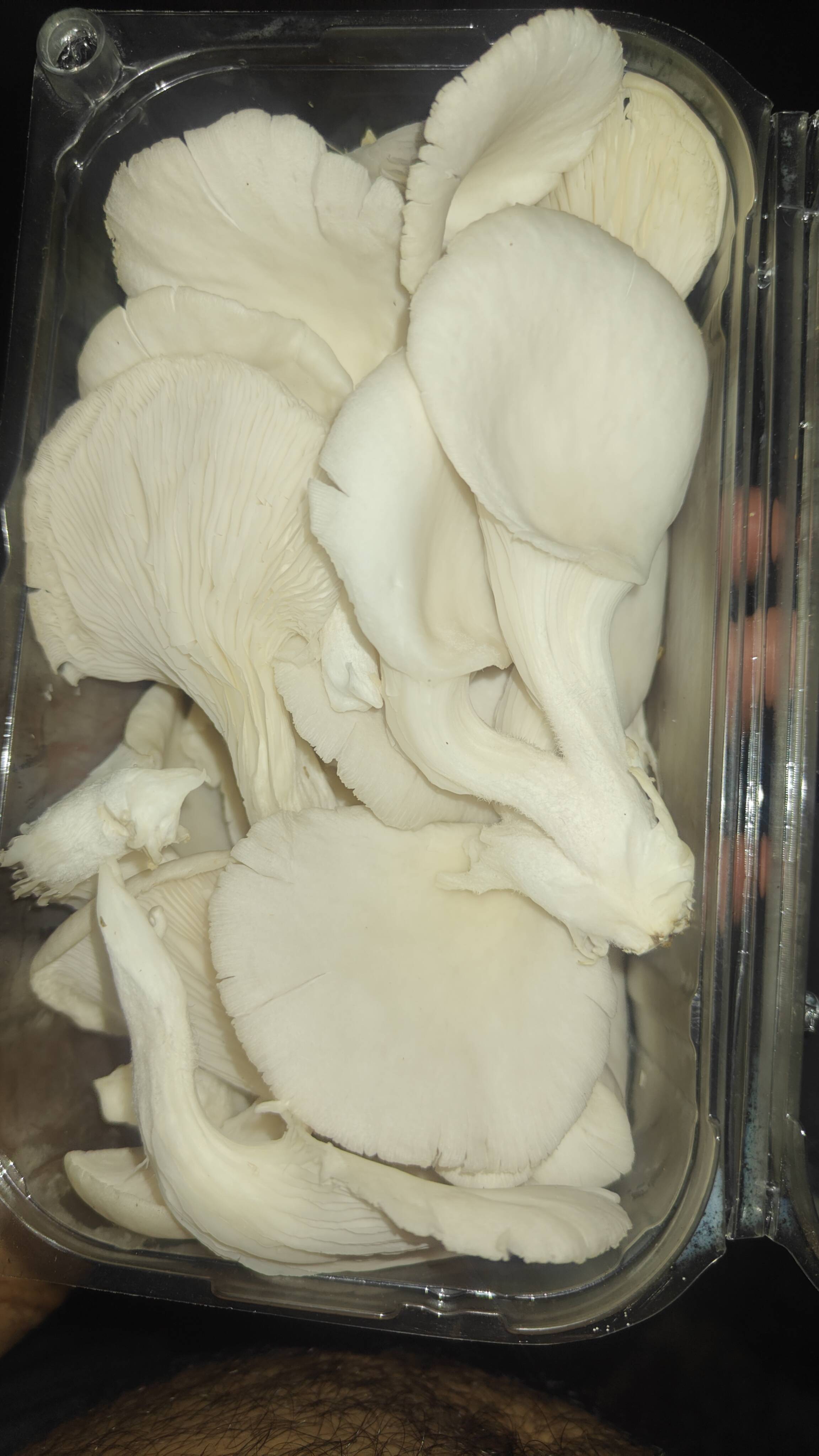 Oyster Mushroom बिक्री के लिए, नासिक, महाराष्ट्र