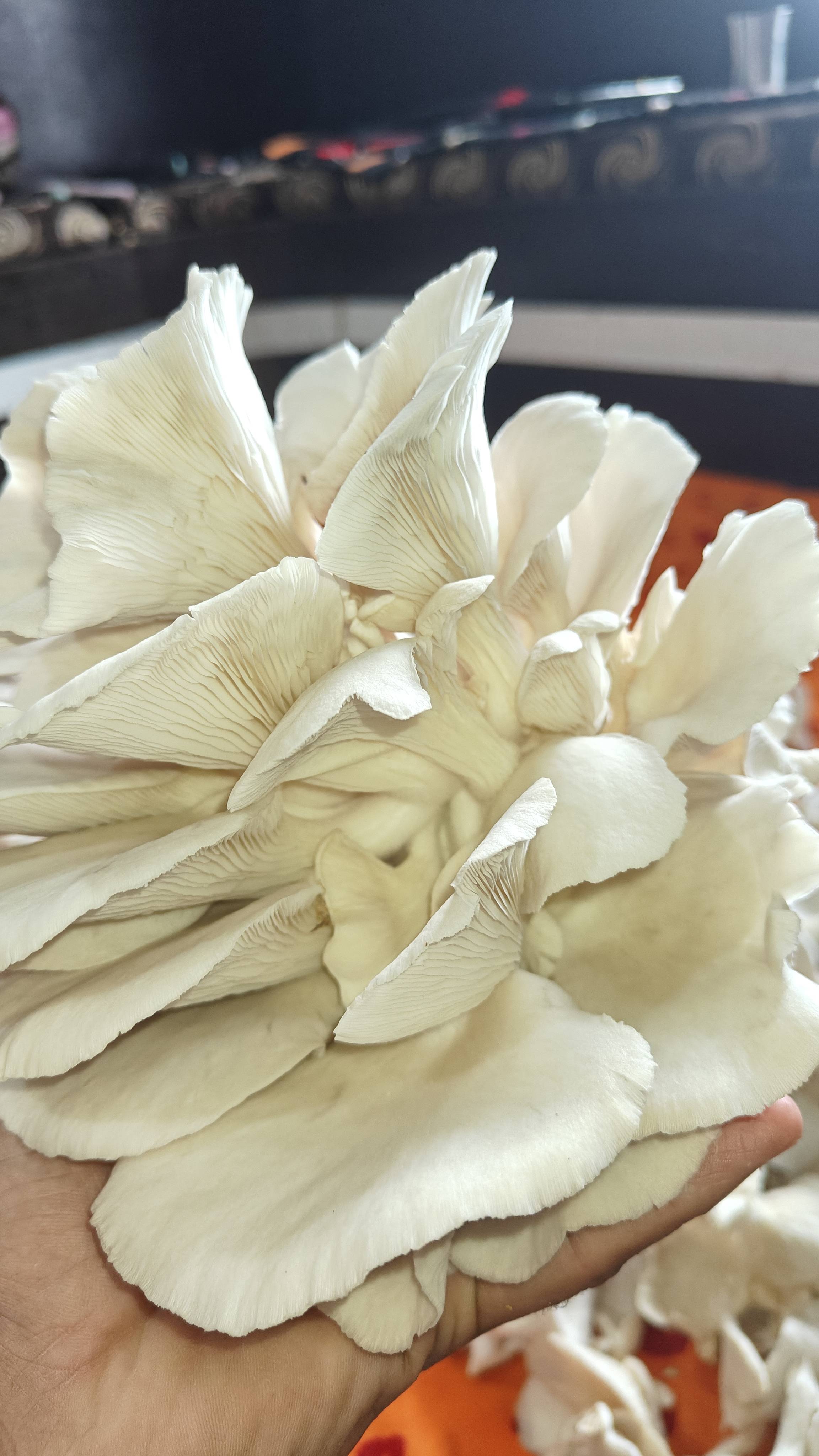 Oyster Mushroom बिक्री के लिए, नासिक, महाराष्ट्र